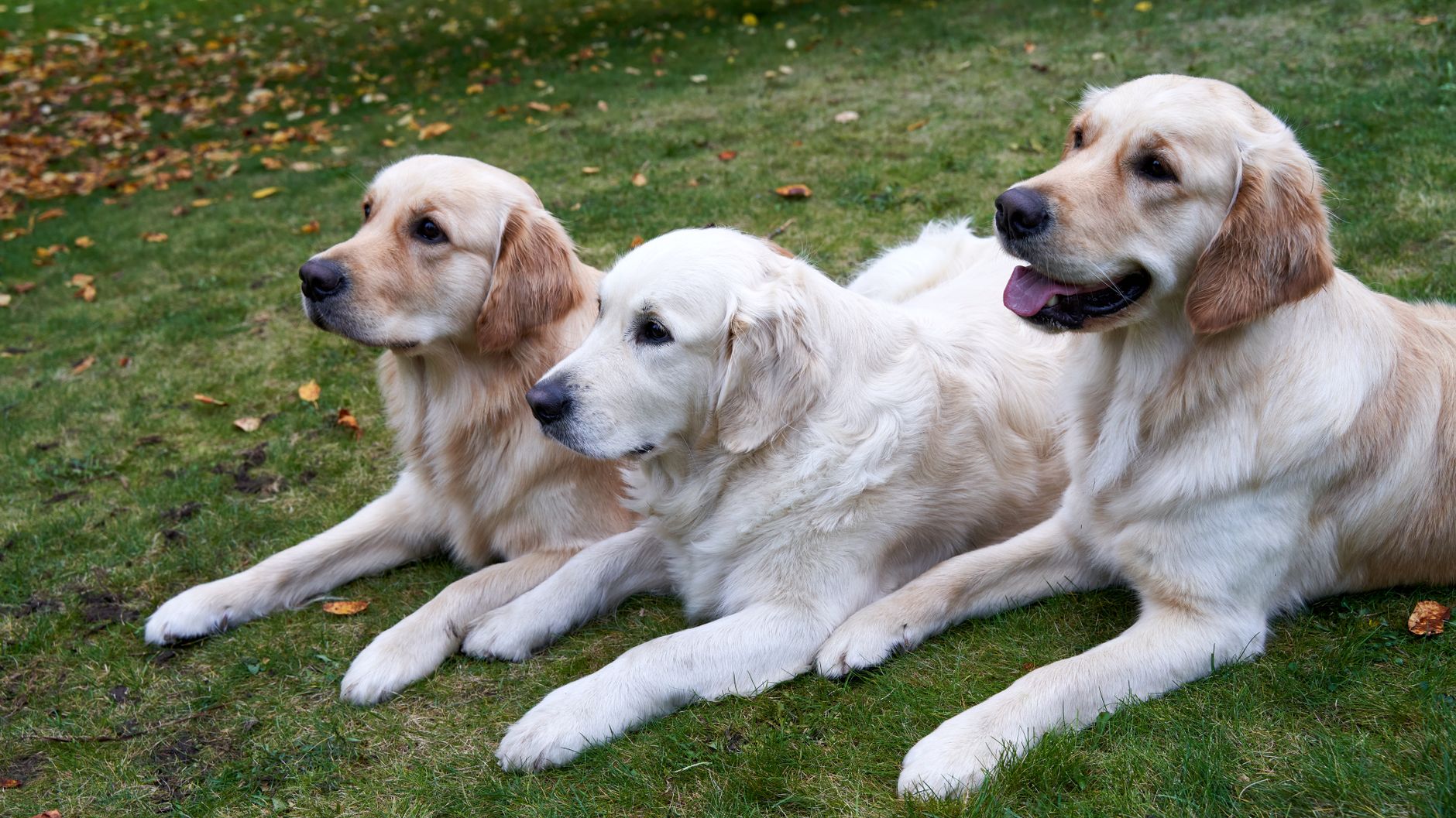 A warm photo of groom golden retriever step by step healthy coats.