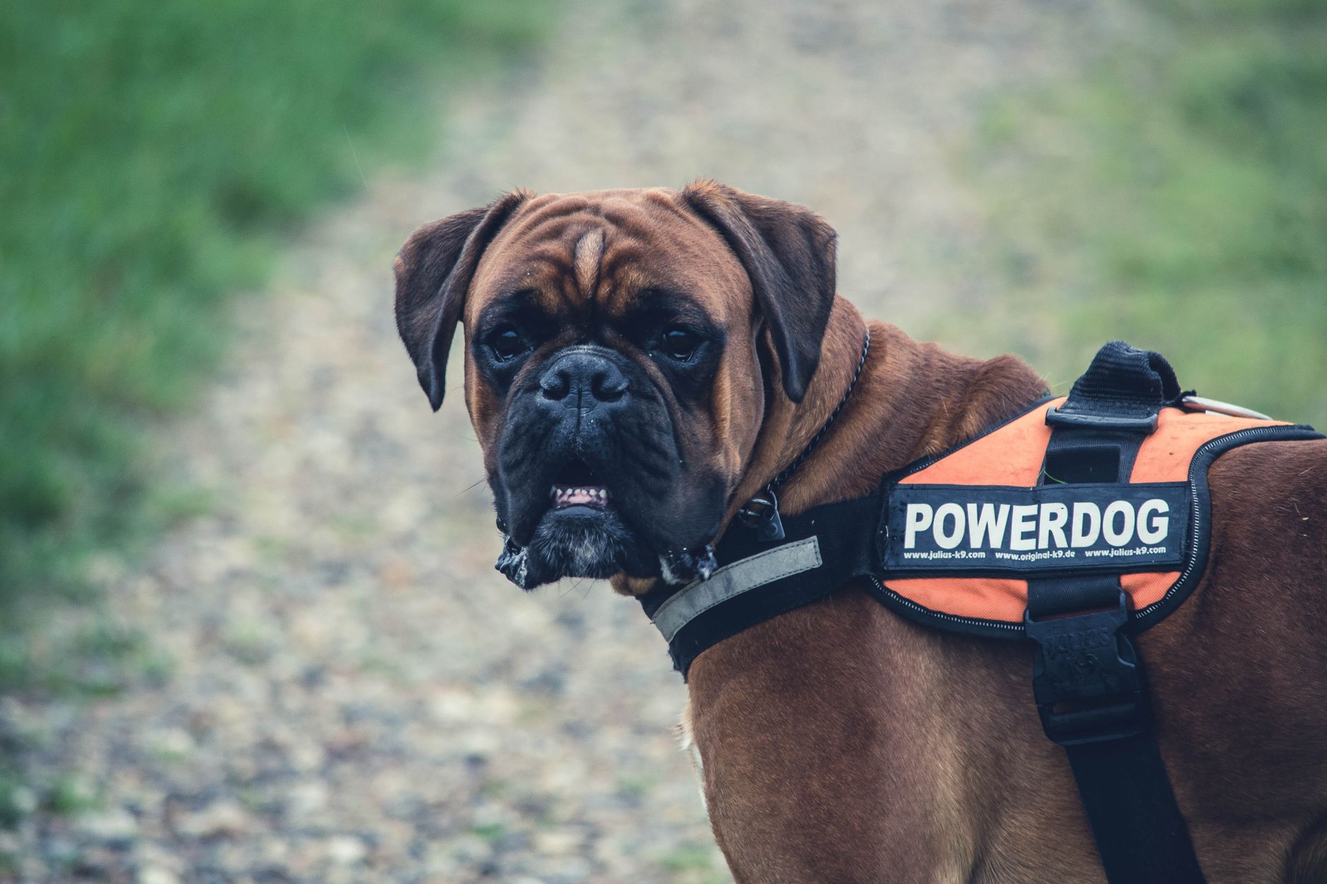 A warm photo of training stubborn dog science backed methods that work.