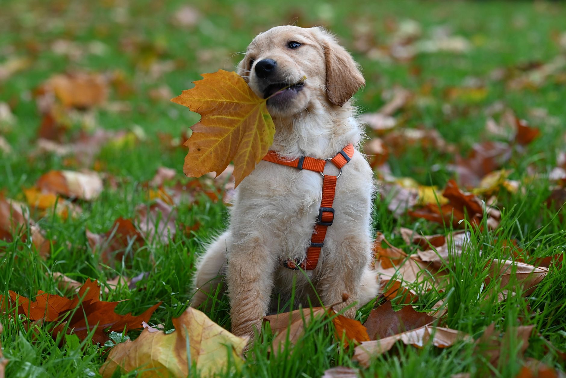 A warm photo of train golden retriever puppy step by step commands beginners.