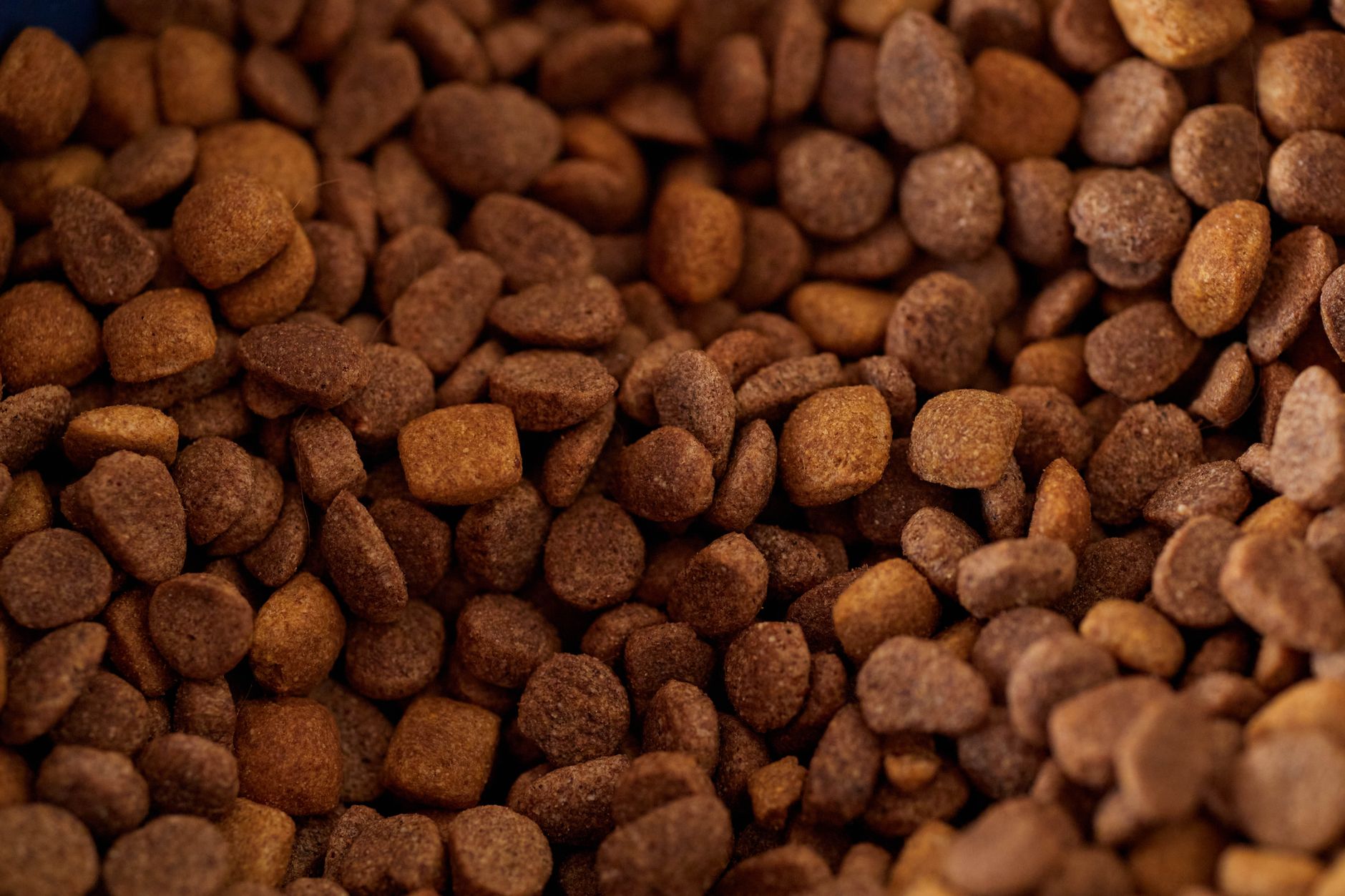 Puppy Food: Kibble vs. Wet Food for Growth & Digestion - dogbreedco