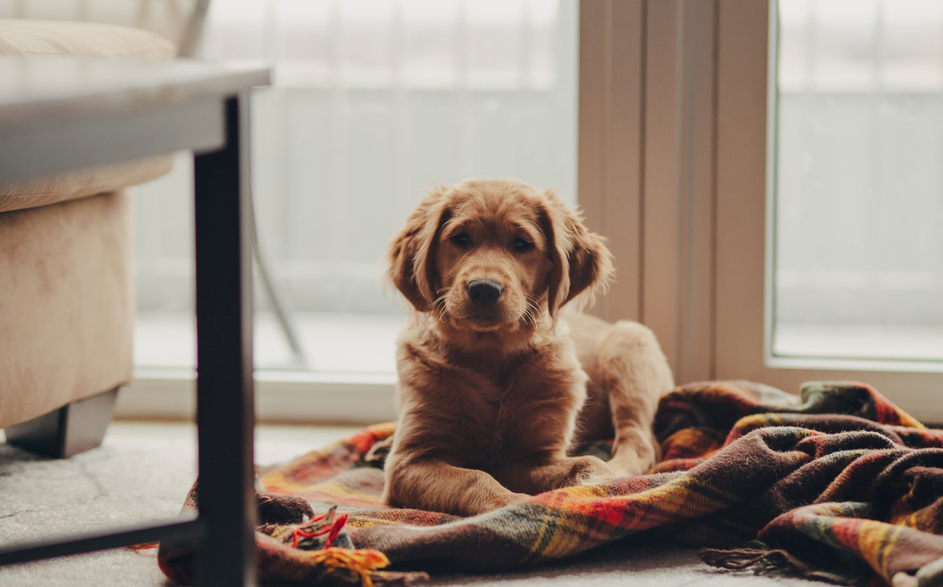 A warm photo of no 1 dog breed apartment living is adorable easy going pup.