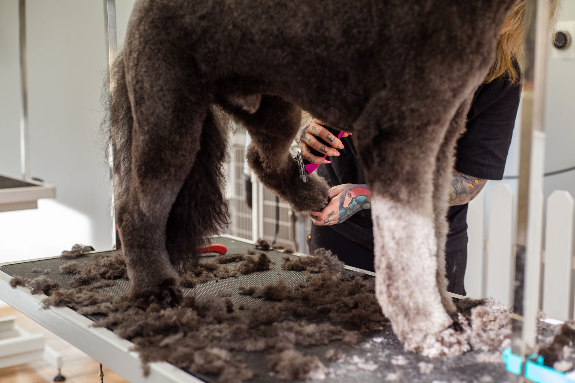 An editorial image illustrating poodle coat care on budget diy grooming tool investments beginners.