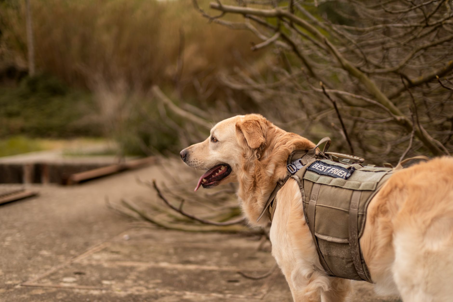 A warm photo of small breed skeletal vulnerabilities training gear beginners.