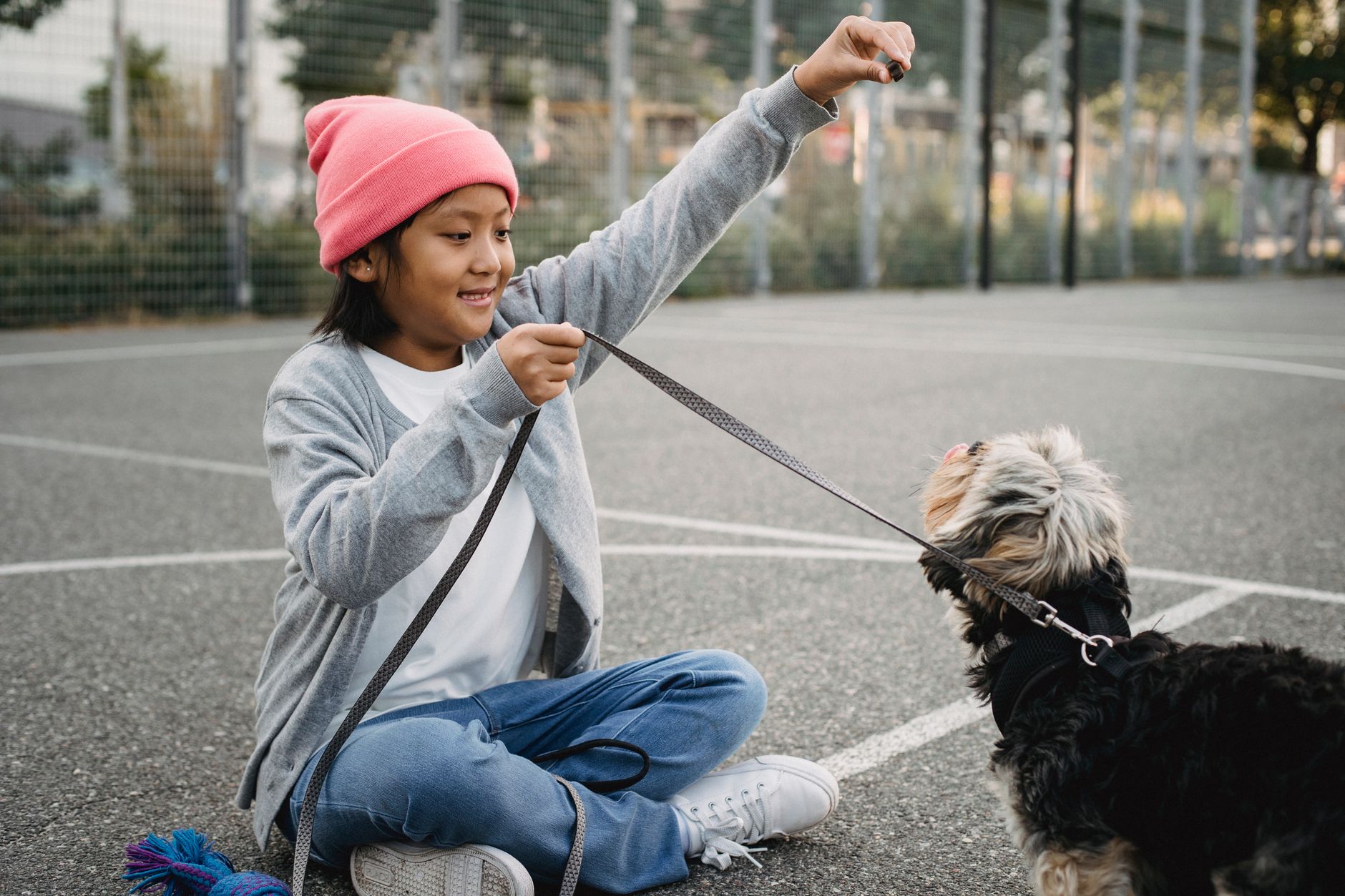 Terrier Prey Drive Training: Costs, Time, and Expert Advice - dogbreedco