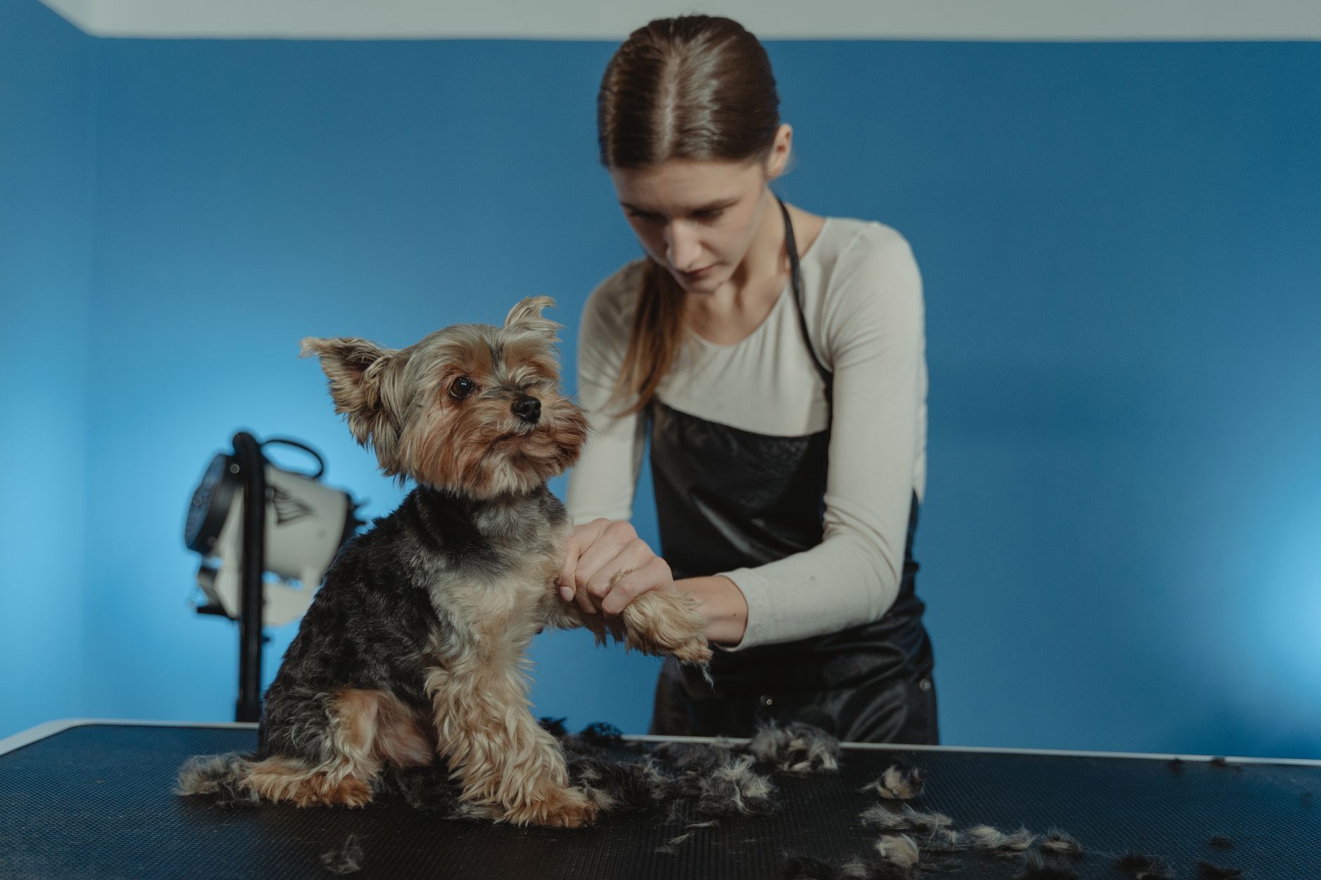 Grooming Intensive Terrier Breeds Compared - dogbreedco