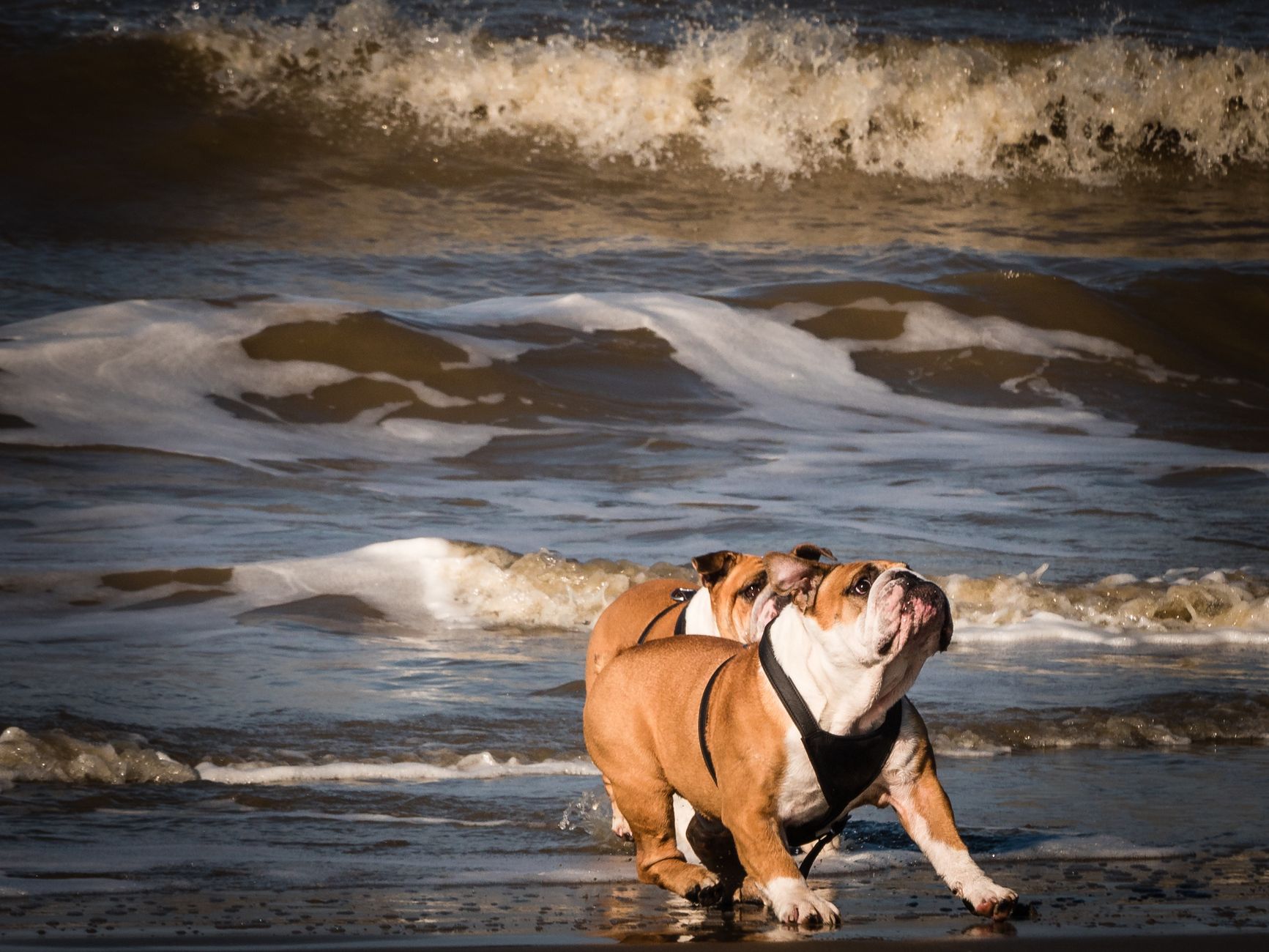 A warm photo of real cost owning english bulldog care.