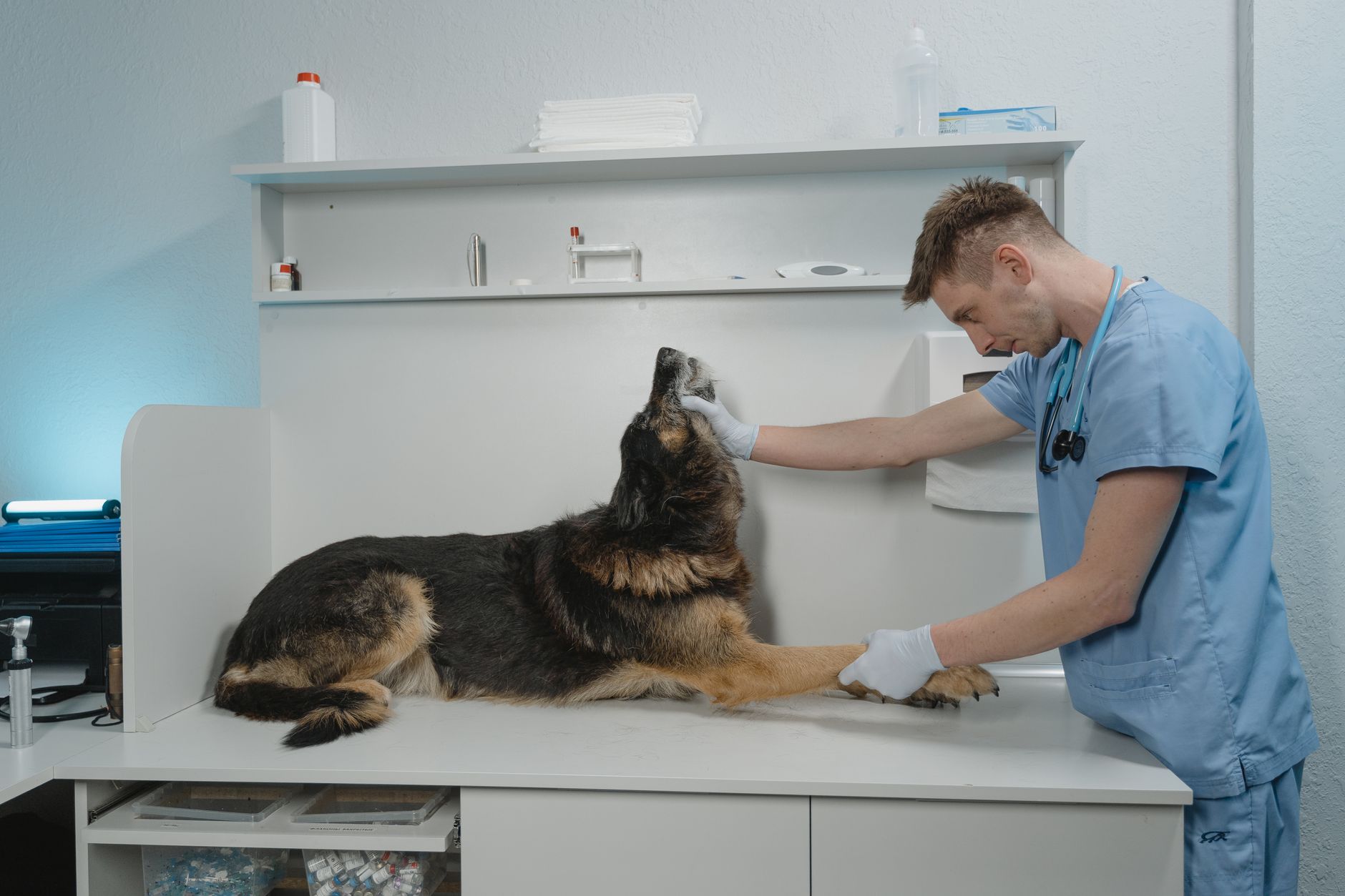 German Shepherd Costs: Budgeting for Food, Vet Care, and More - dogbreedco