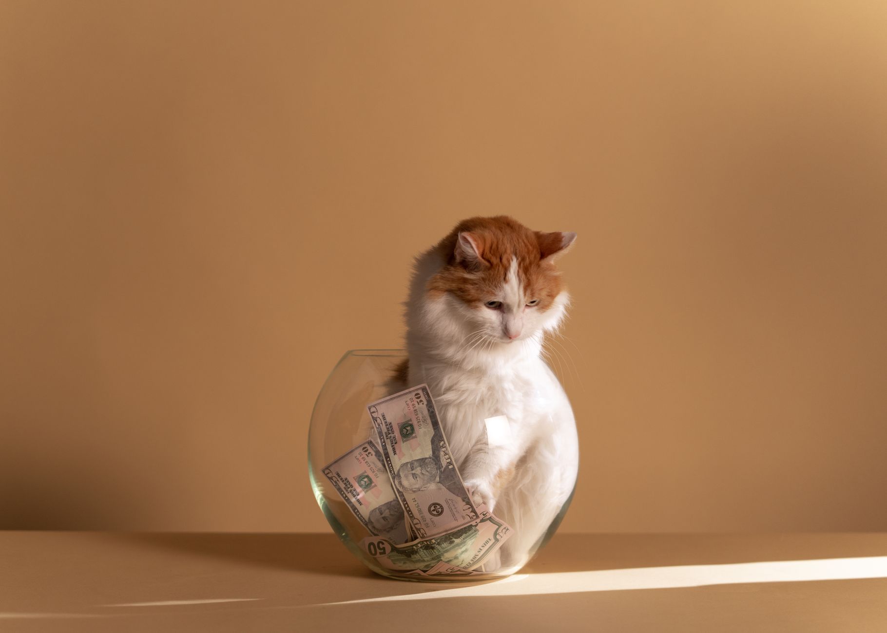 A warm photo of choose pet lifestyle and budget.