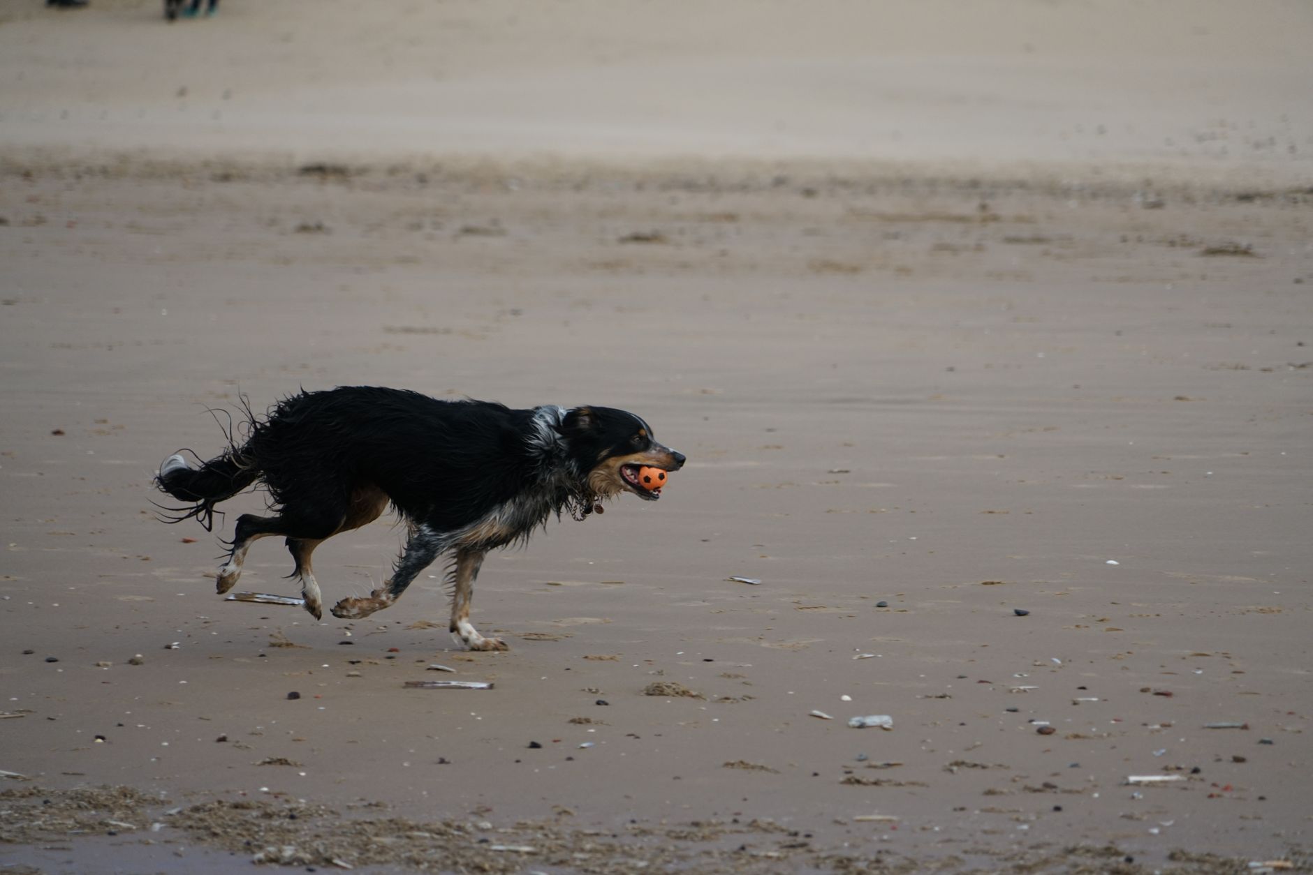 Border Collie Care: Mental Stimulation, Exercise & Health - dogbreedco