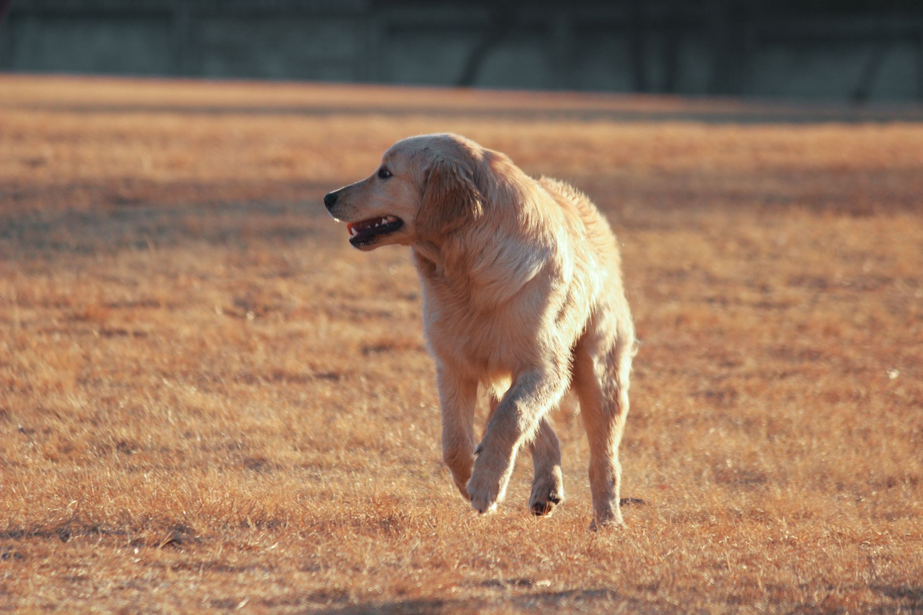 Golden Retriever vs Labrador Health Issues Comparison: 2026 - DogBreedCo