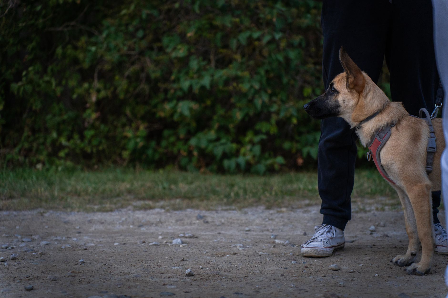 How to Train a German Shepherd Puppy: Step-by-Step Guide for First-Time Owners - DogBreedCo
