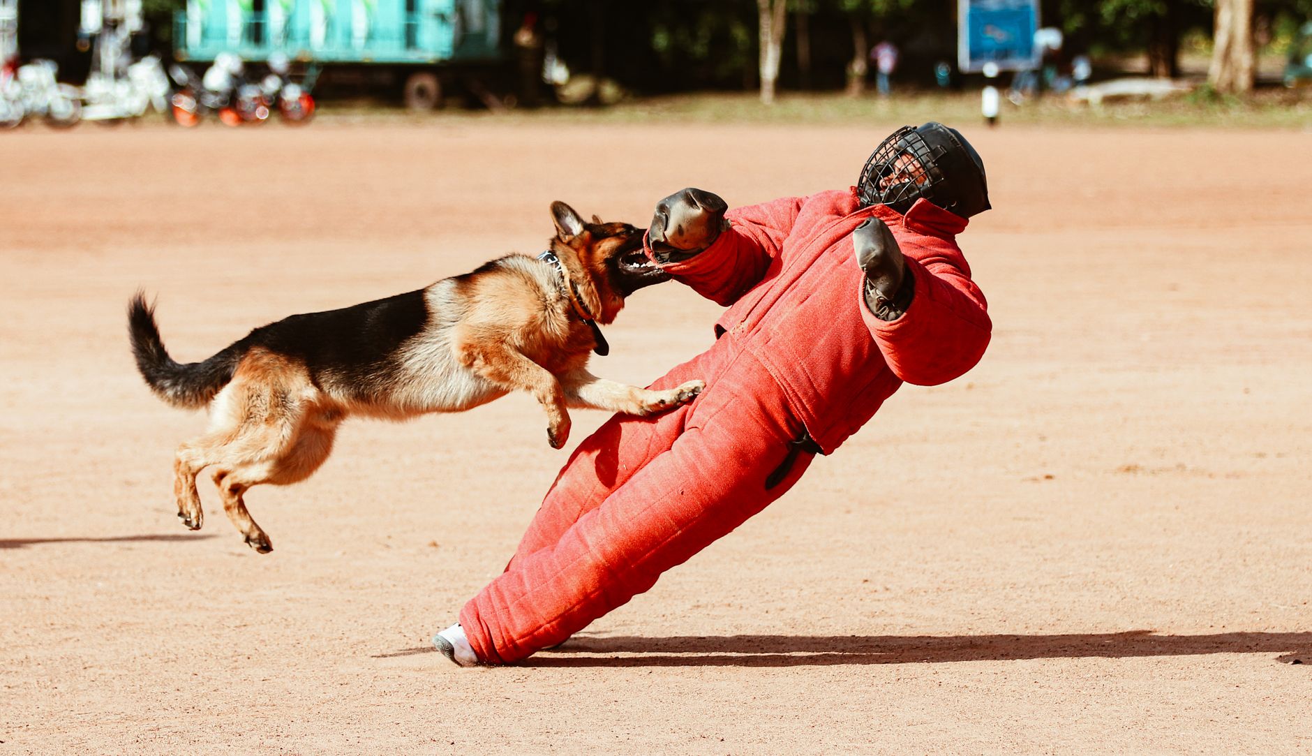 How to Train Your German Shepherd Puppy: Step-by-Step Guide for Beginners - DogBreedCo