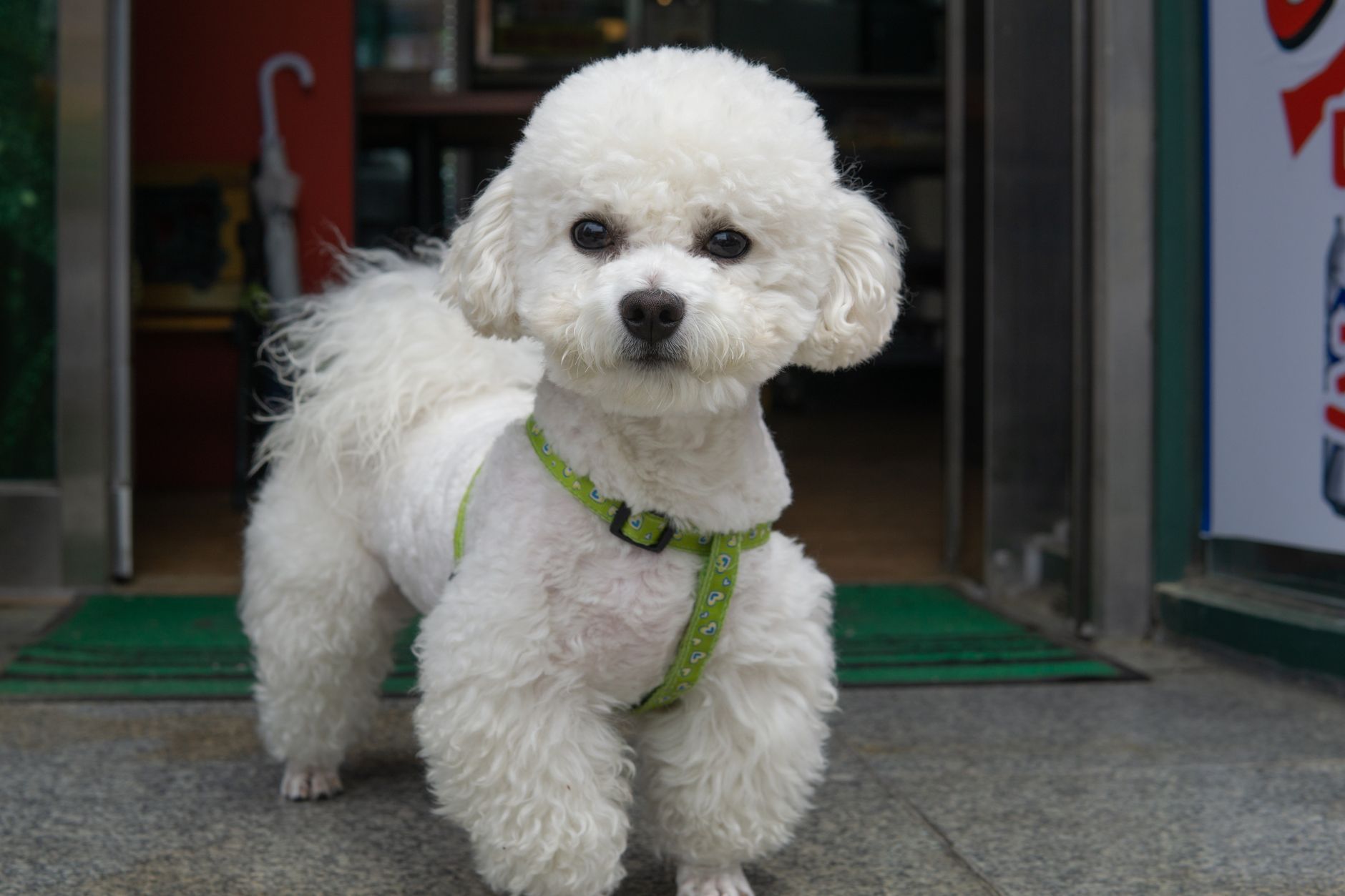 Poodle vs Bichon Frise: Grooming and Health Considerations for Owners - DogBreedCo