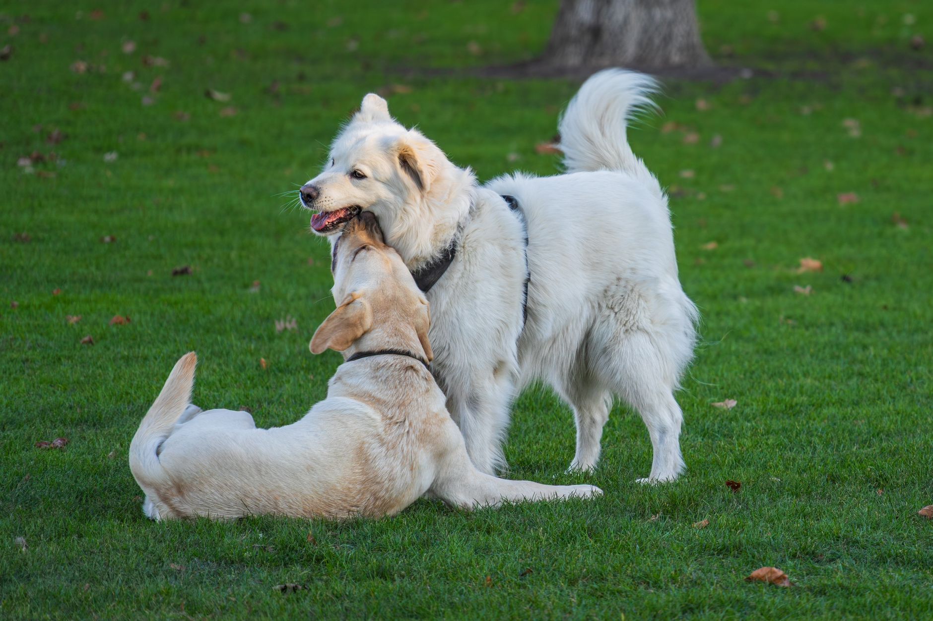 Shepherd or Retriever: Choosing the Right Breed for First-Time Dog Owners - DogBreedCo