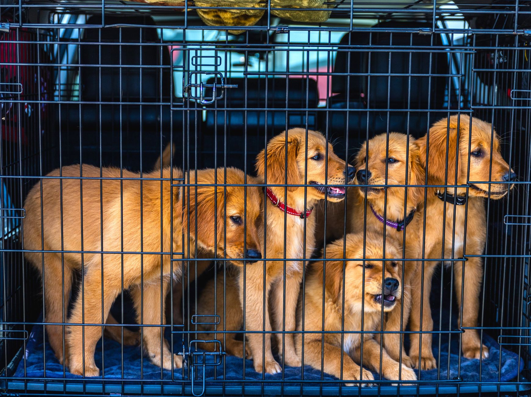 Crate Training for Puppies: A Step-by-Step Guide for New Owners - DogBreedCo