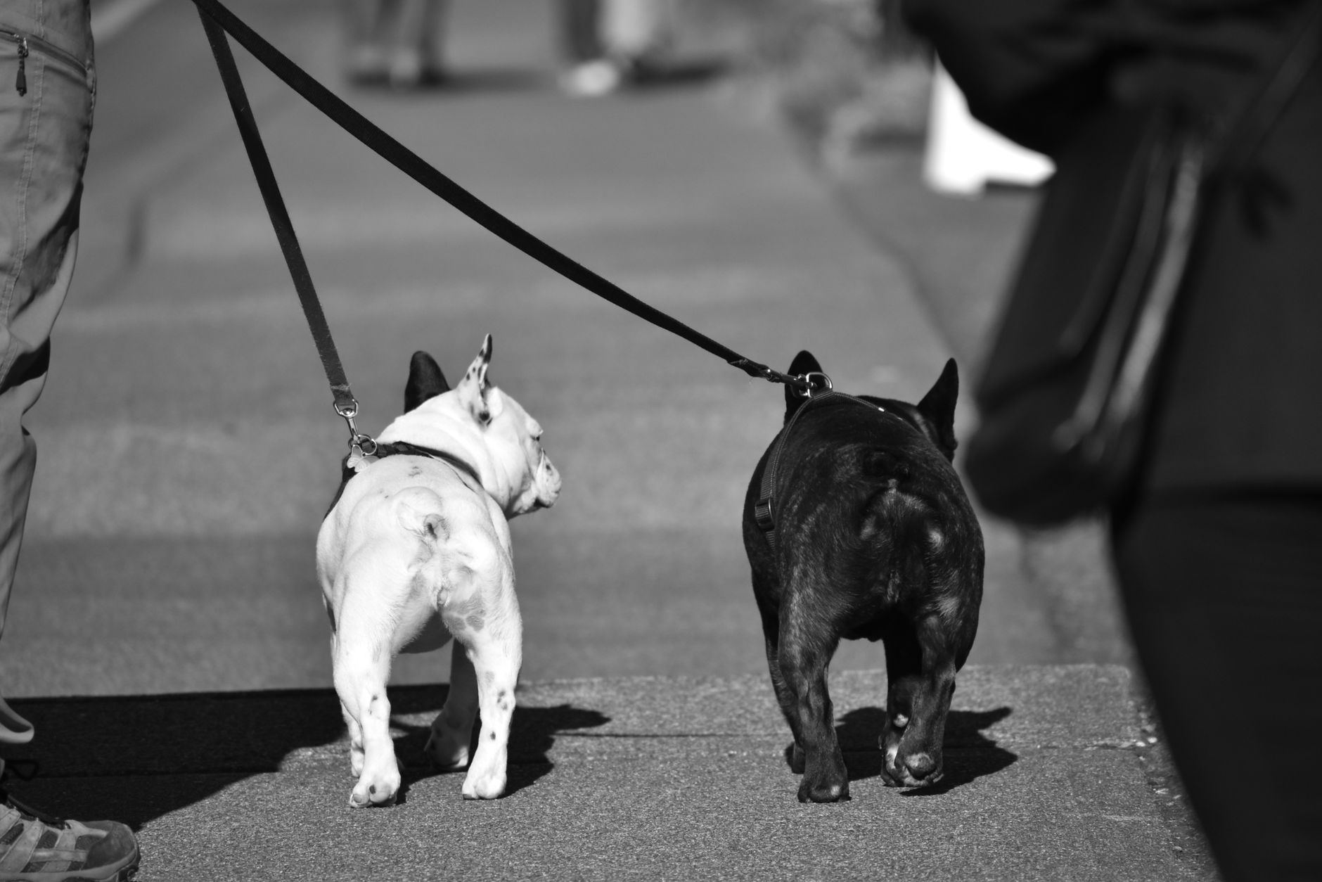 Leash Training for Bulldogs: Tips and Tricks for a Smooth Walk - DogBreedCo