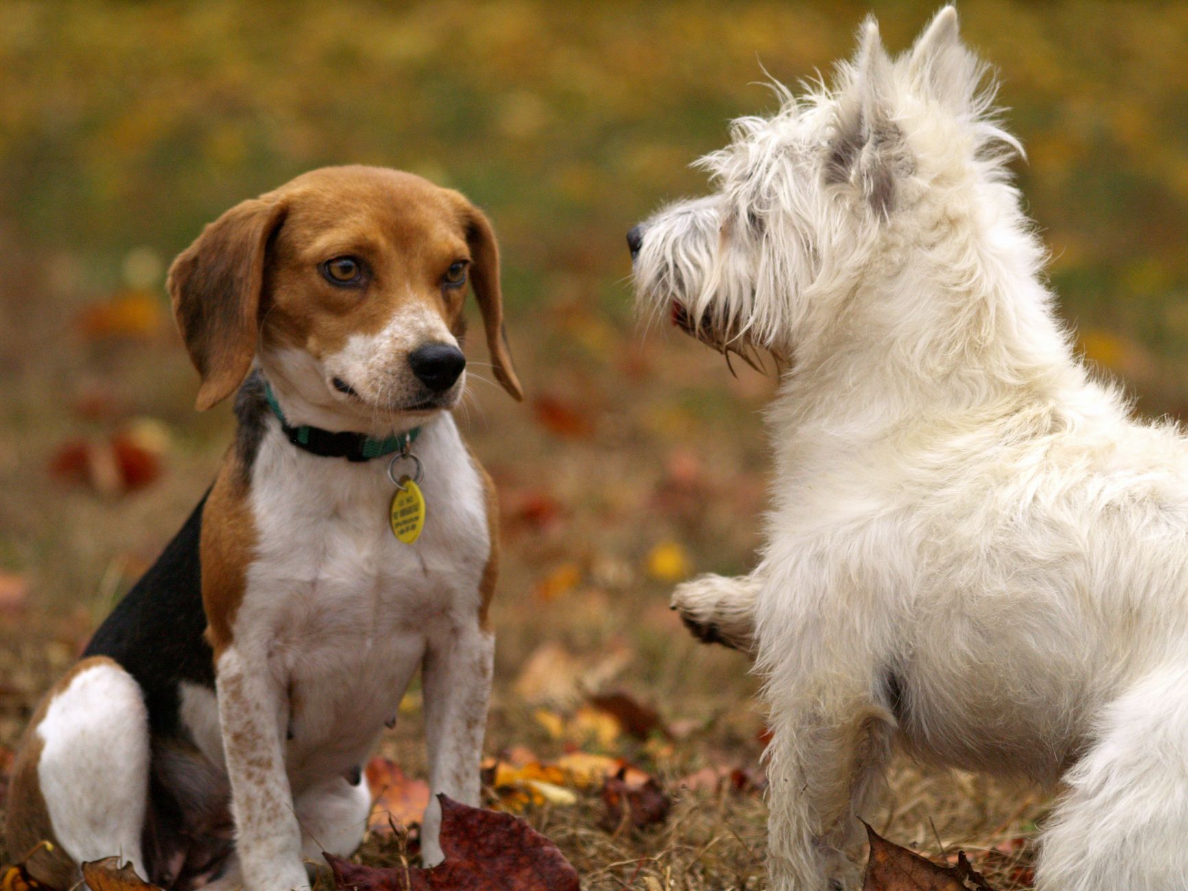 Top 5 Low-Maintenance Dog Breeds for Busy First-Time Owners - DogBreedCo