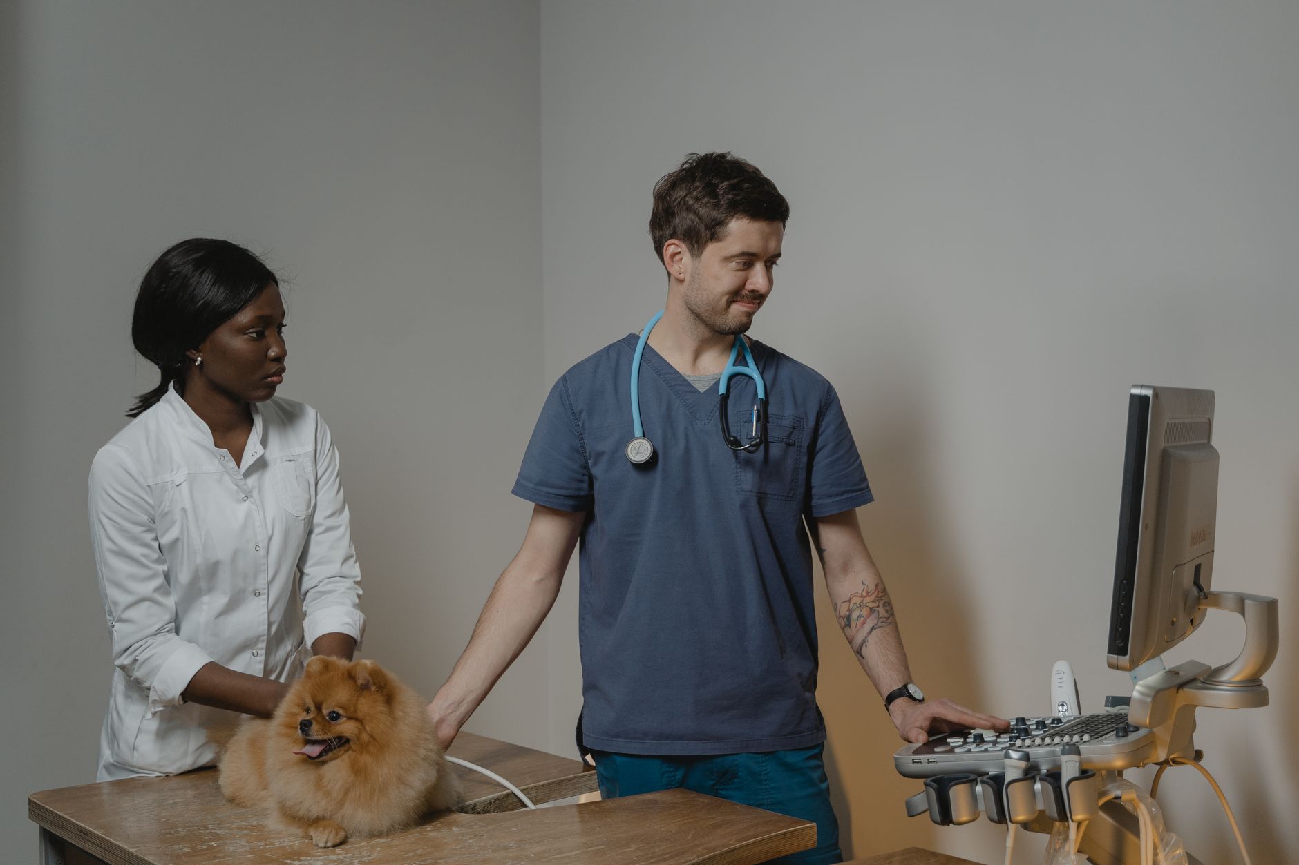 Puppy Care 101: A Beginner’s Guide to Health Checks and Vet Visits - DogBreedCo