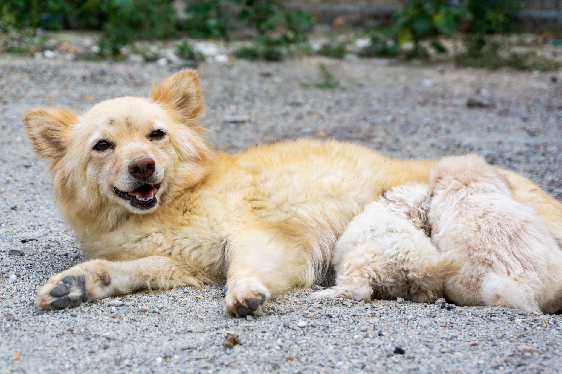 Canine Behavior 101: Understanding and Addressing Common Issues in Puppies - DogBreedCo