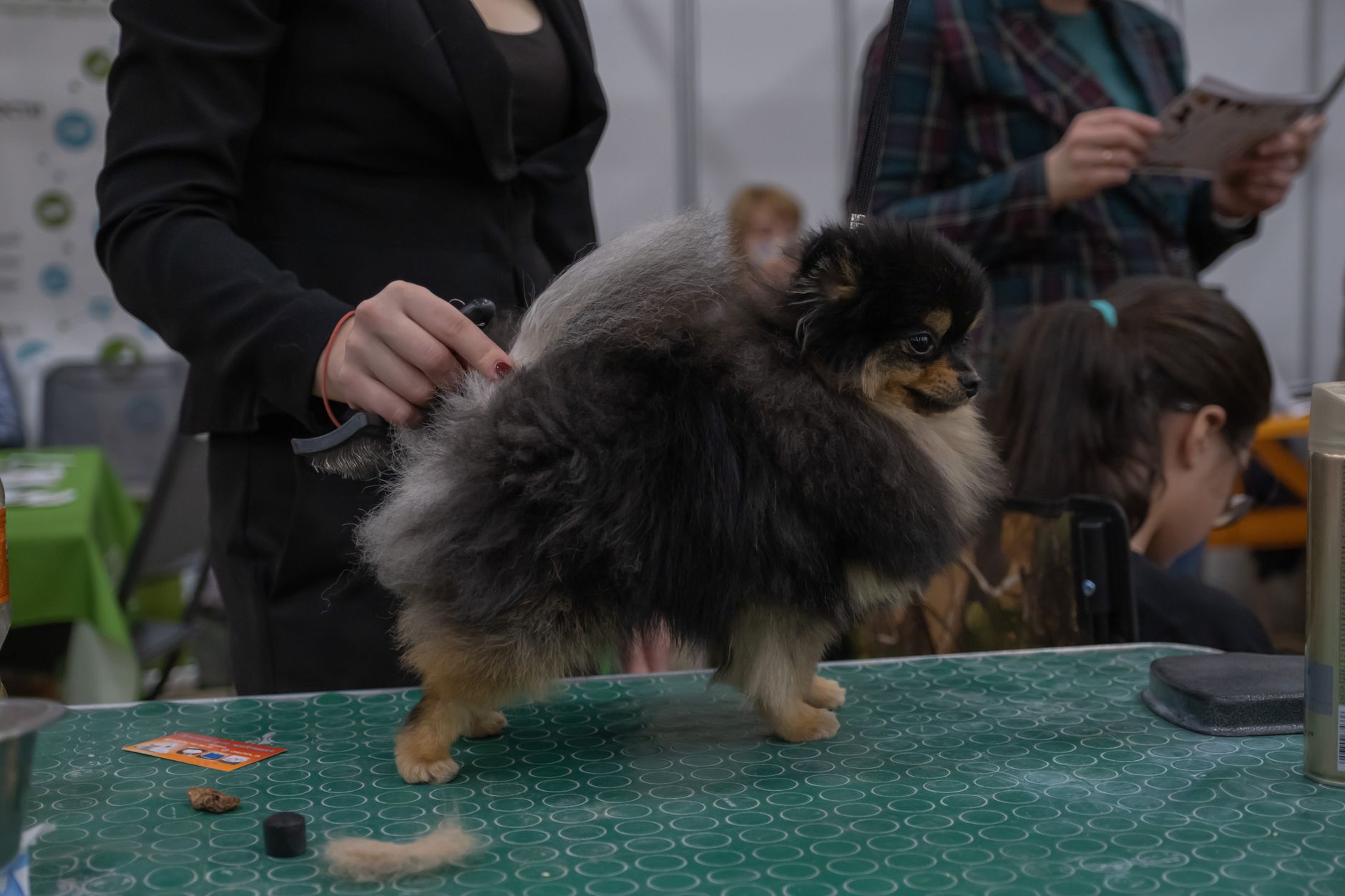 Winter Coat Care for Double-Coated Breeds: Grooming Schedule and Product Costs - DogBreedCo