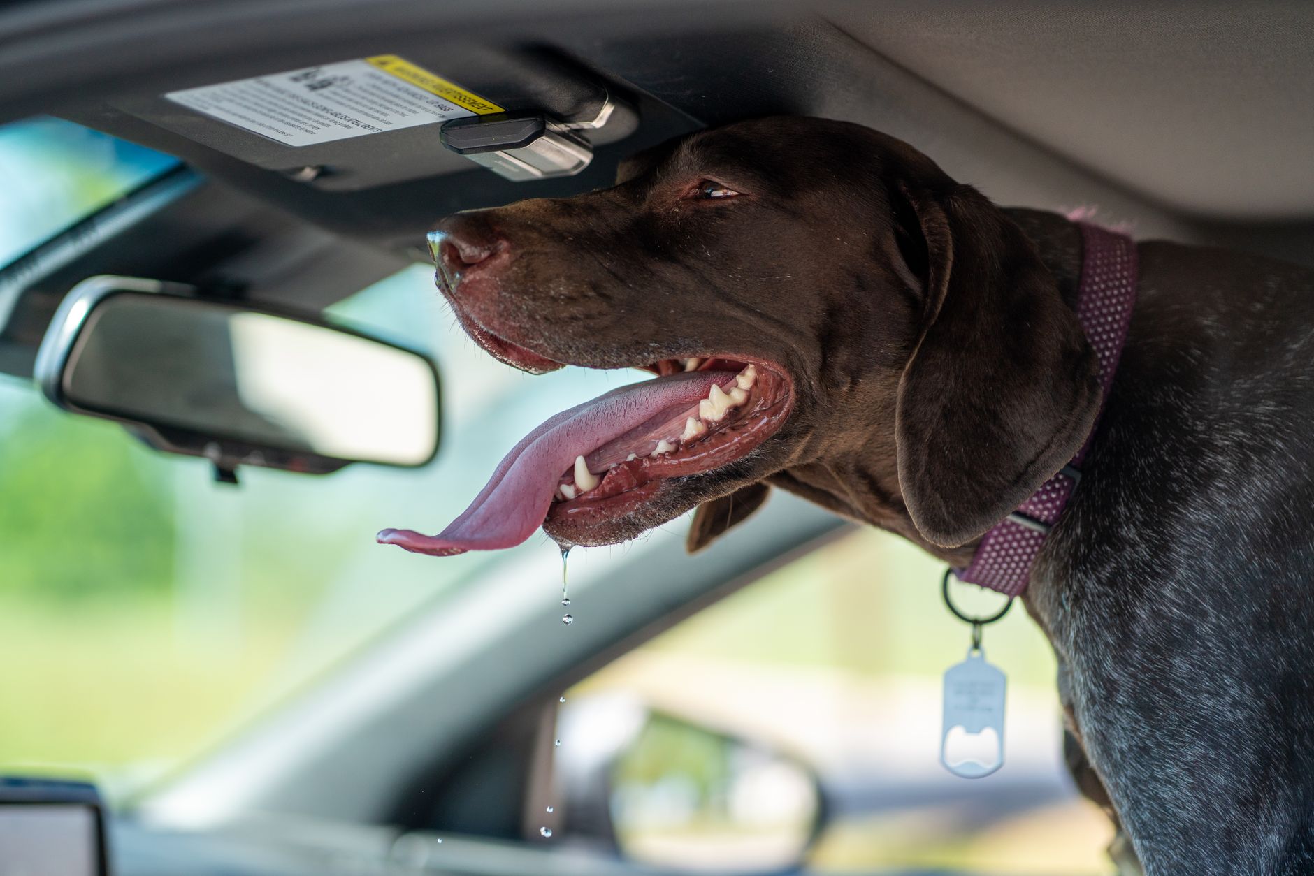 Summer Heat Tolerance: Which Dog Breeds Cost More to Keep Cool and Healthy - DogBreedCo