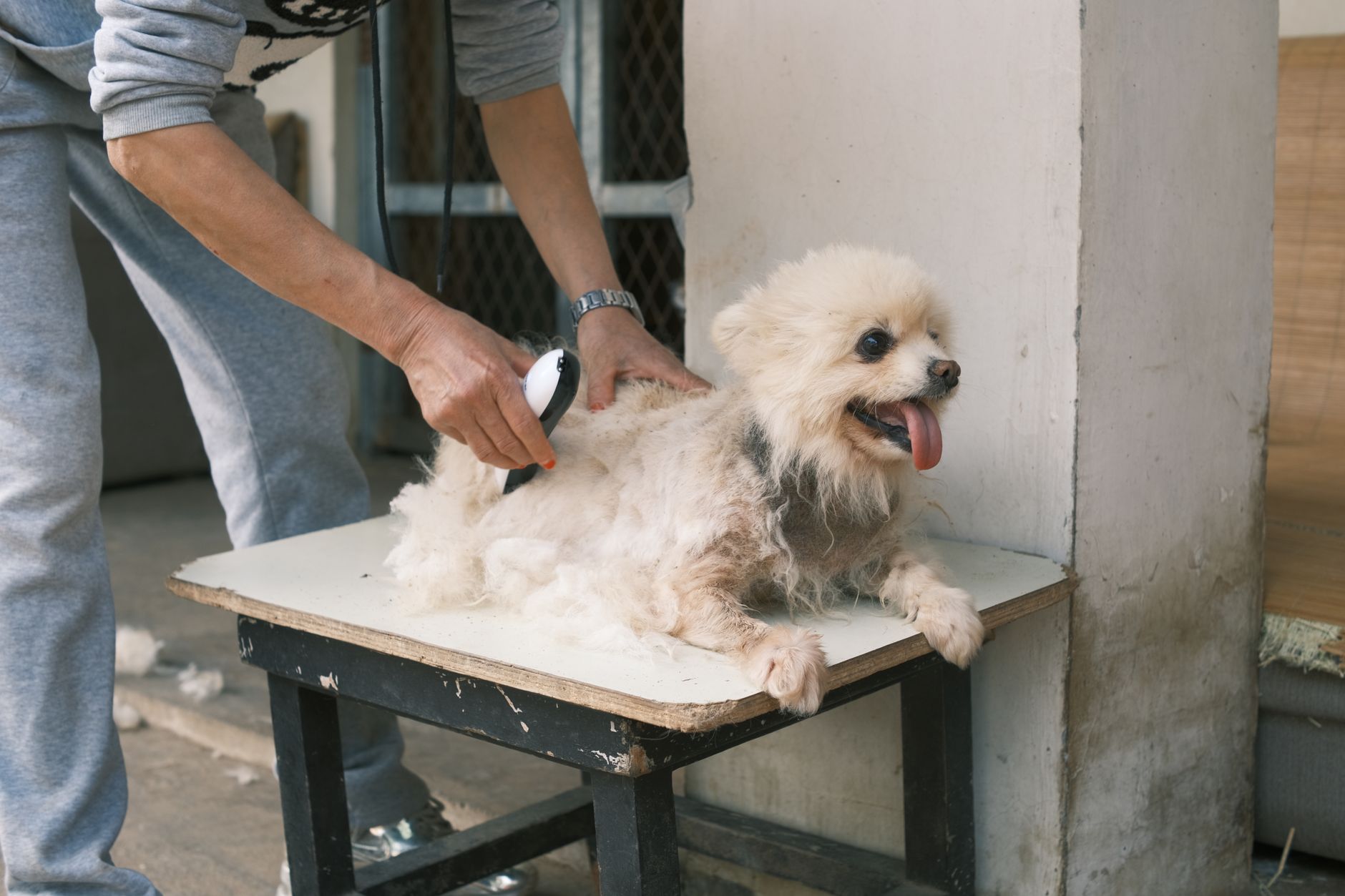 Shedding Season Expenses: Calculate Grooming, Vacuum, and Vet Bills for High-Shedding Breeds - DogBreedCo