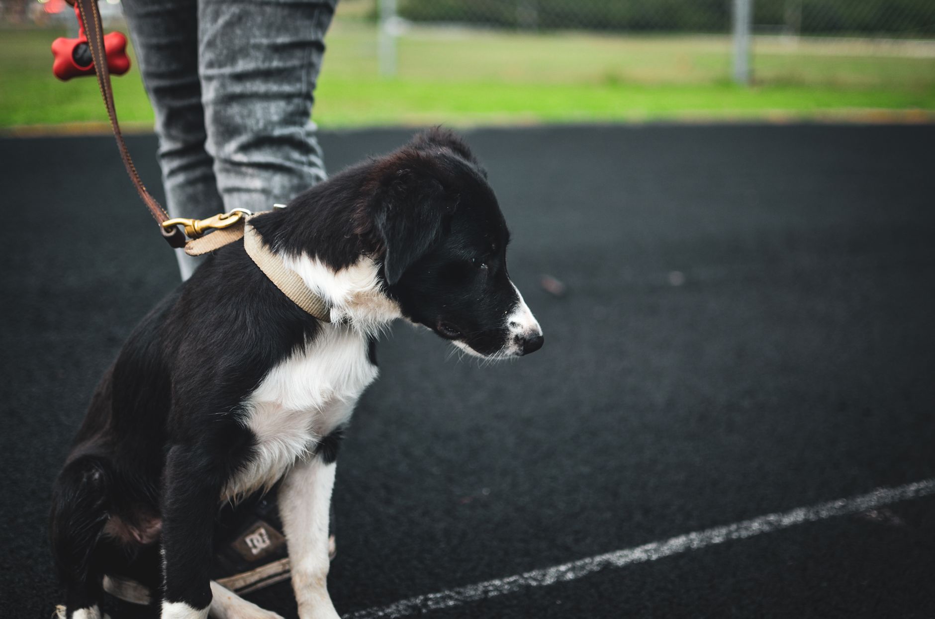 Back-to-School Puppy Training: Budget Breakdown for Obedience Classes by Breed Type - DogBreedCo