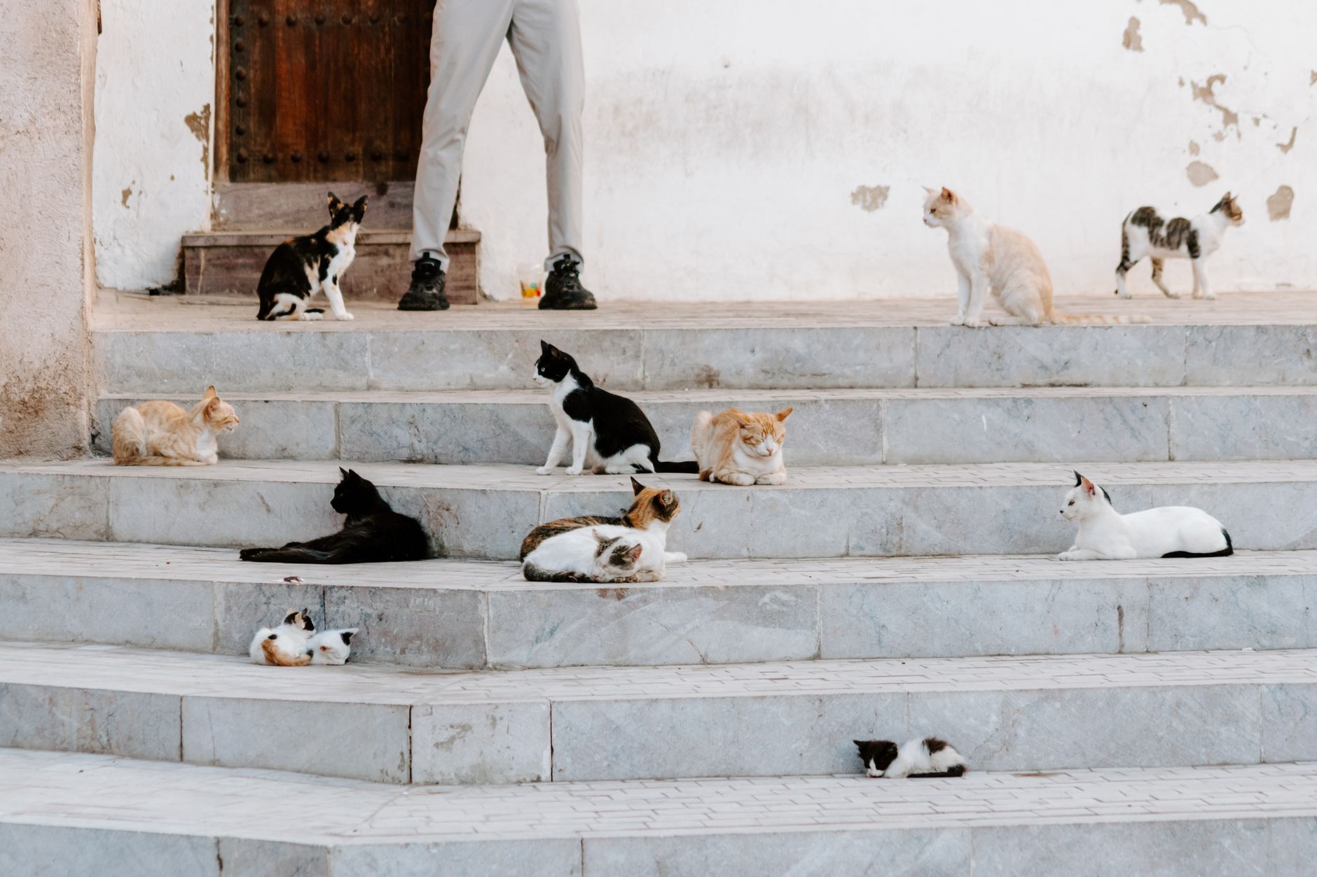 The Ultimate How-To Guide: Everything You Need to Know - DogBreedCo