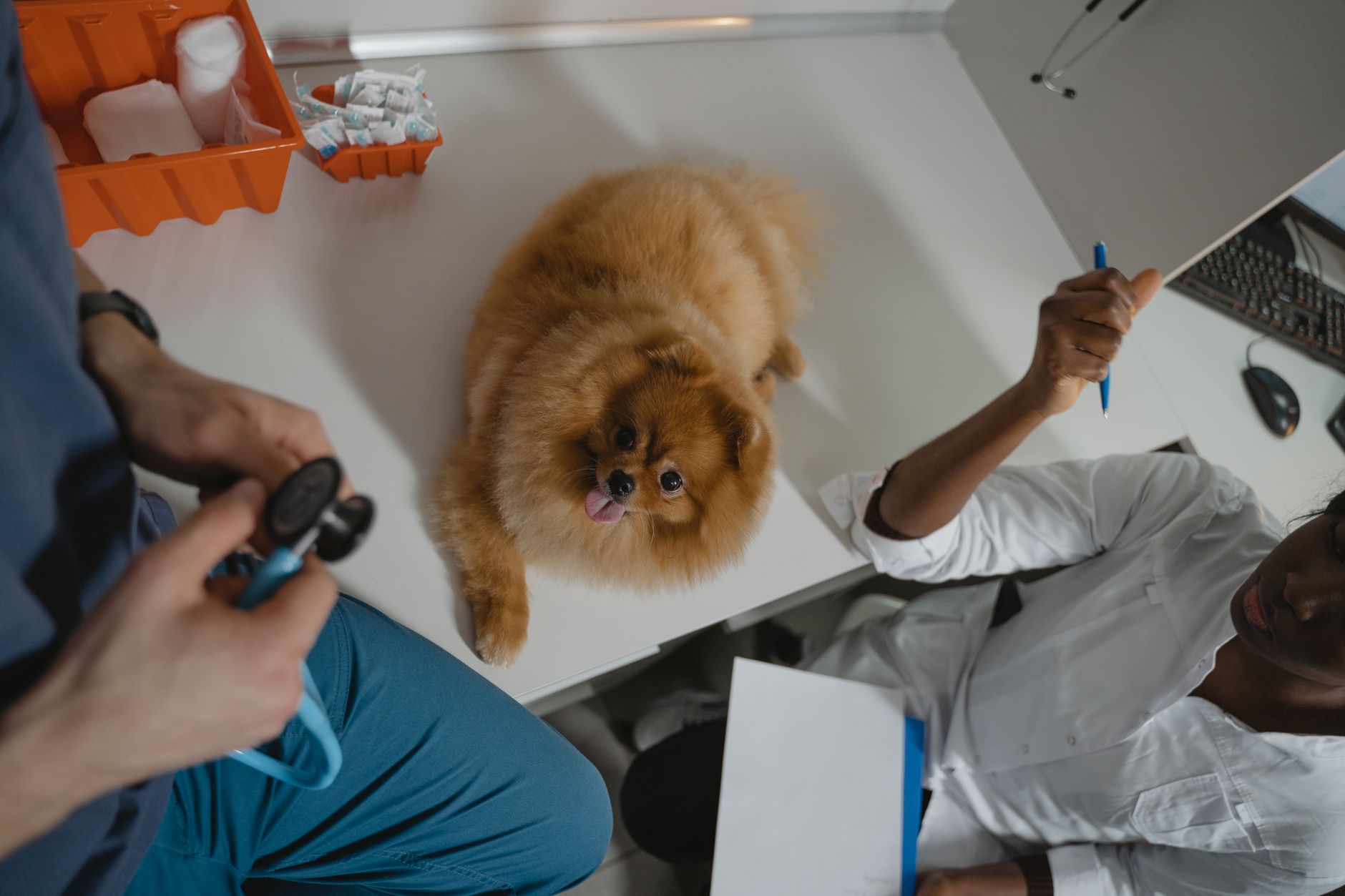 Holiday Season Hazards: Breed-Specific Health Risks and Emergency Vet Costs to Budget - DogBreedCo