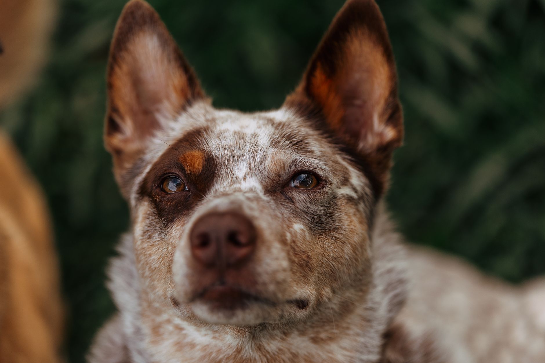 Introduction: Why You Still Need a Dedicated Breed Comparison Tool in 2026 - DogBreedCo
