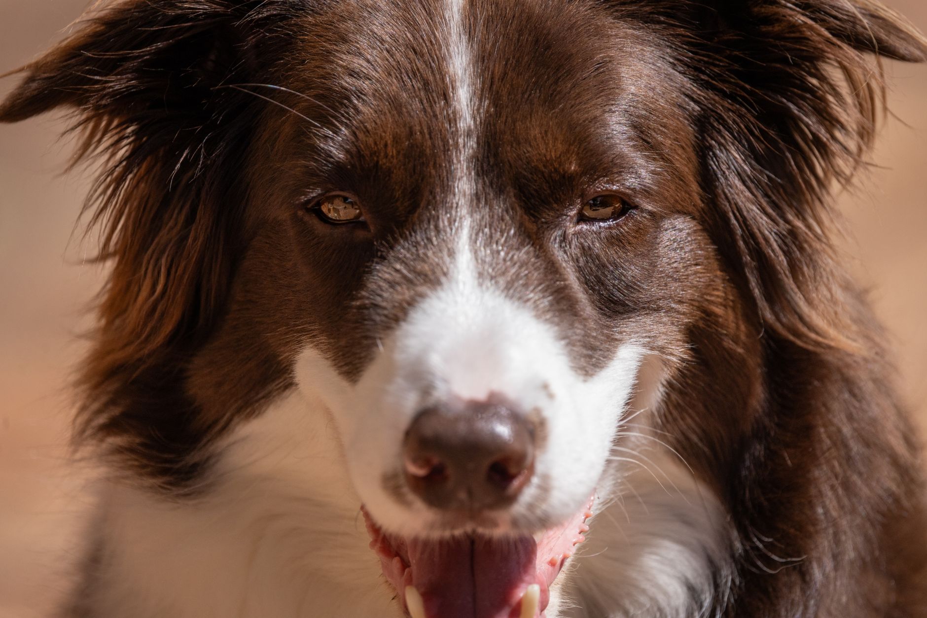 Why Guessing Your Next Dog’s Personality Is a $10,000 Mistake - DogBreedCo