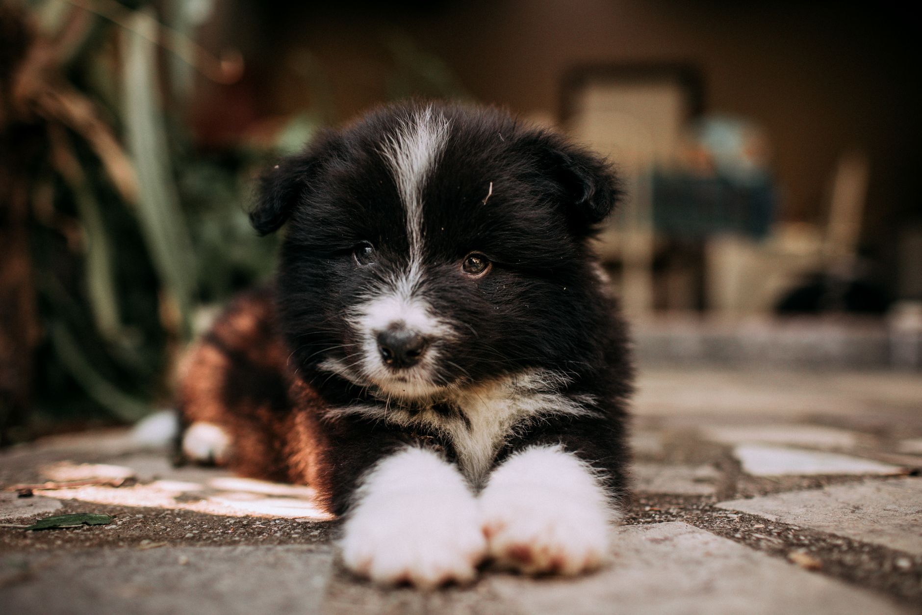 Why the Right Breed Choice Makes or Breaks Family Life - DogBreedCo