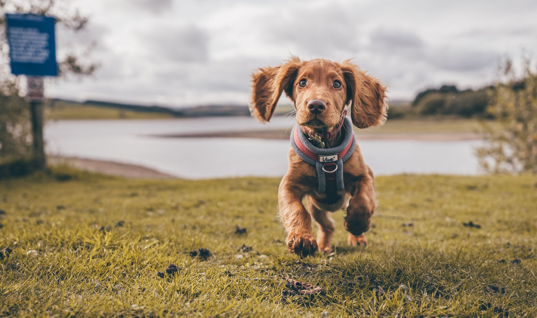 Why Your Next Running Partner Should Have Four Legs - DogBreedCo