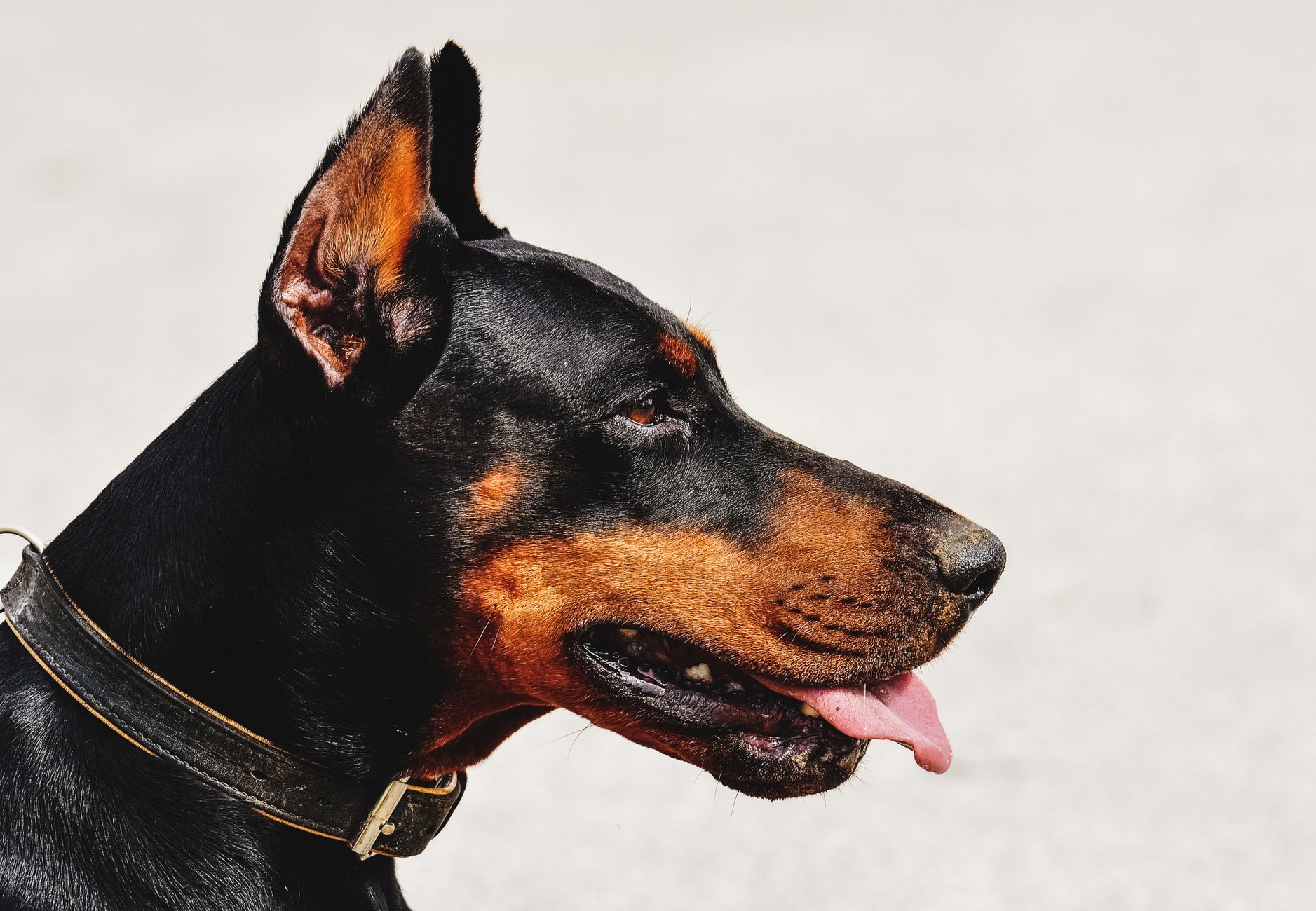 What Makes a Guard Dog Suitable for Families with Kids? - DogBreedCo