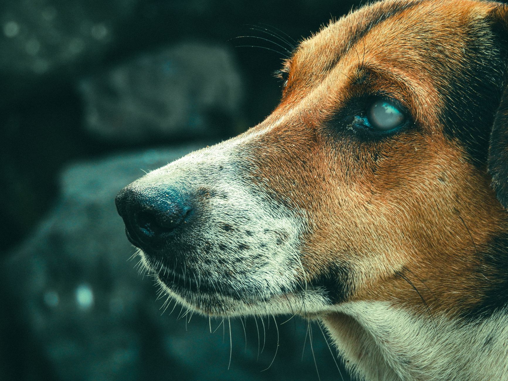 Introduction: Why the Right Dog Breed Changes Everything - DogBreedCo