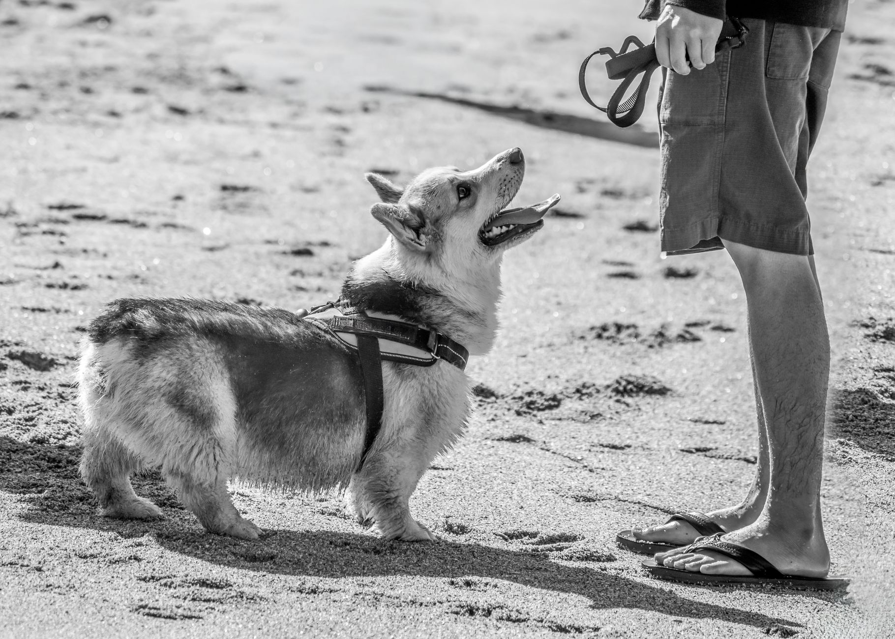 Introduction: The Short-Legged Showdown - DogBreedCo