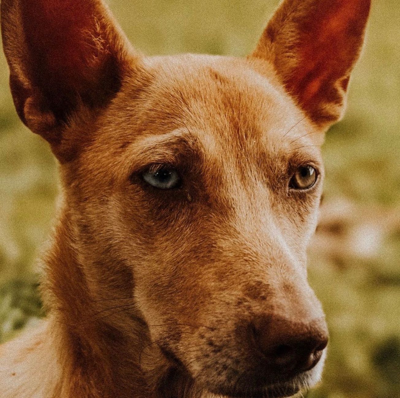 Introduction: Two Titans of the Dog World, Two Completely Different Lifestyles - DogBreedCo