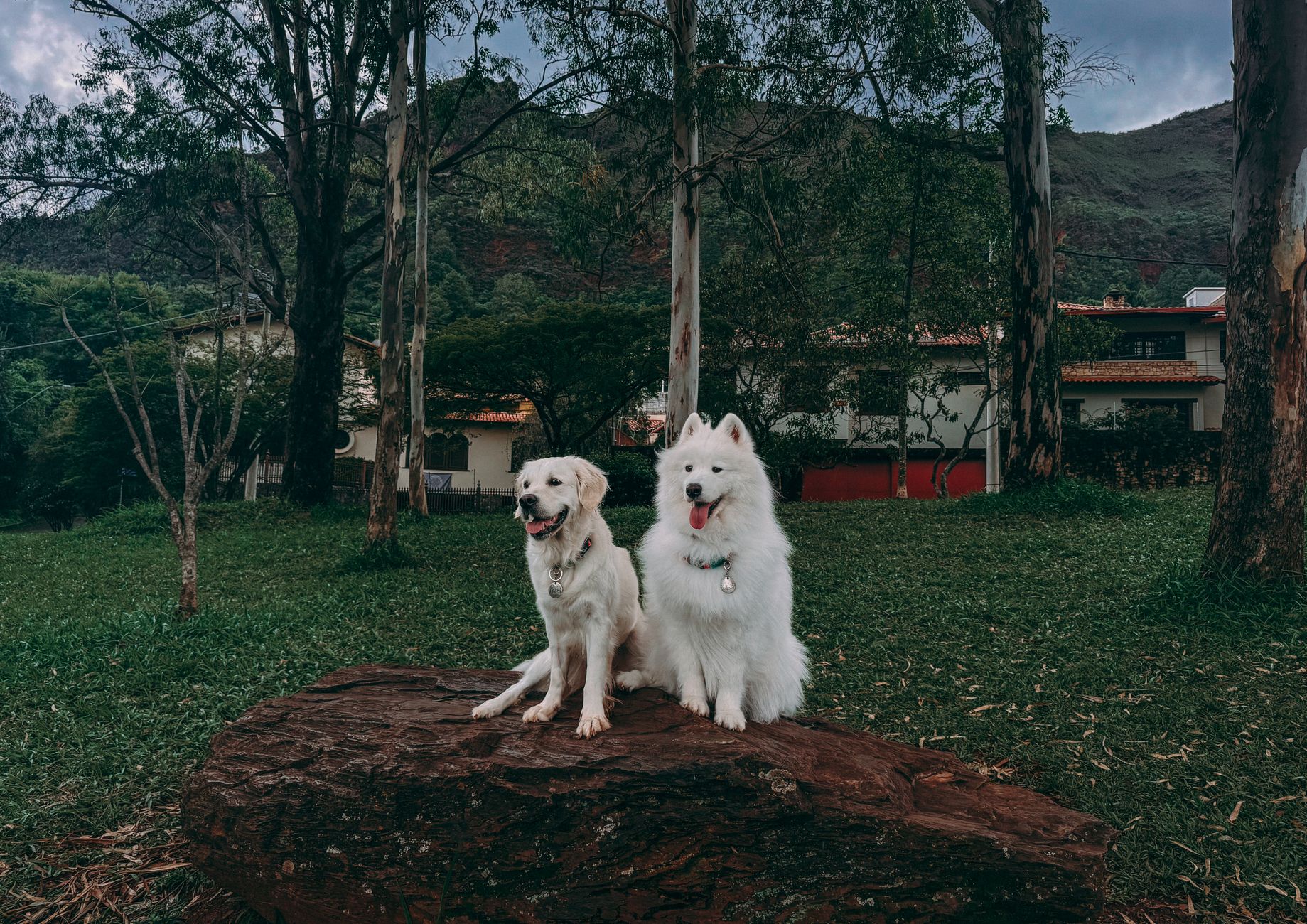 Why Dog Breed Comparison Matters More Than You Think - DogBreedCo