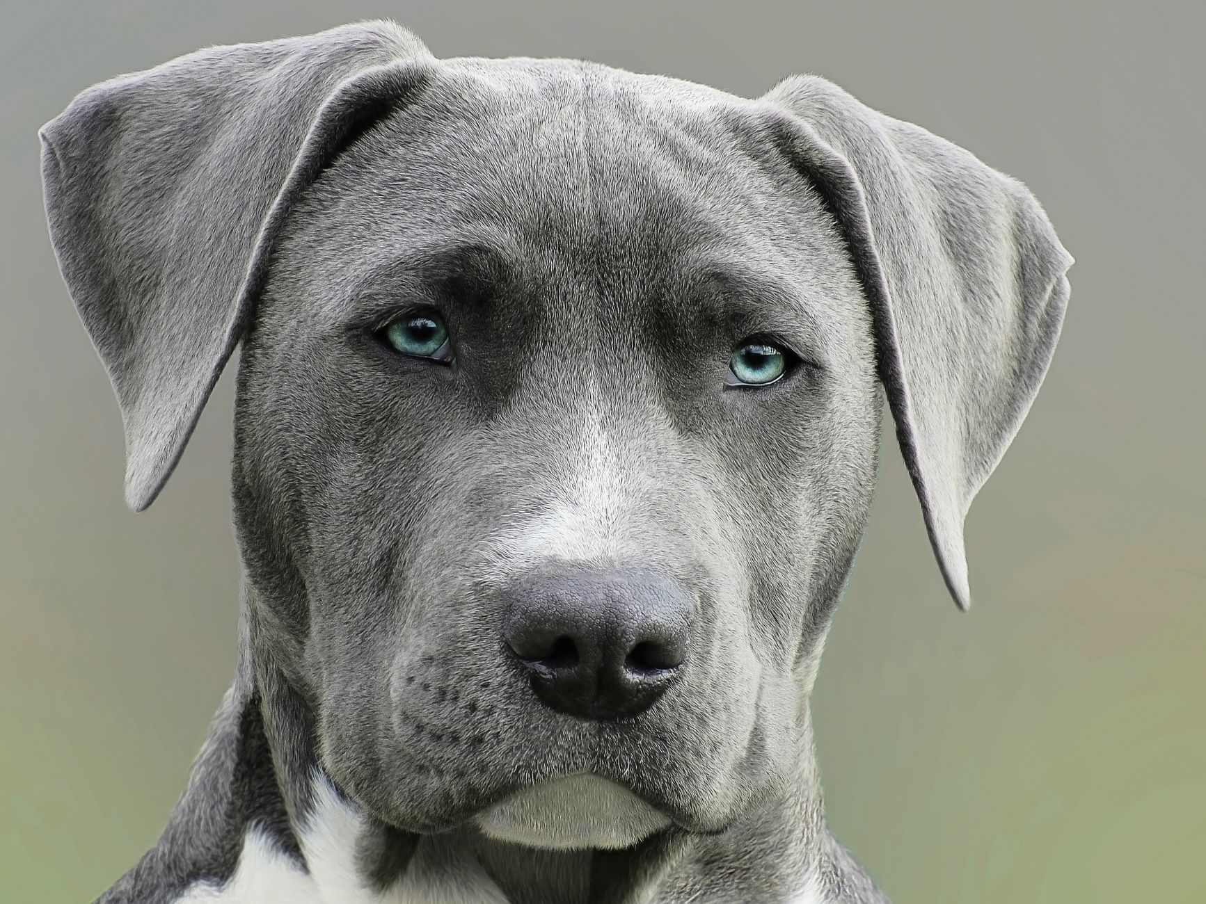The Overwhelming World of Dog Breed Choices - DogBreedCo
