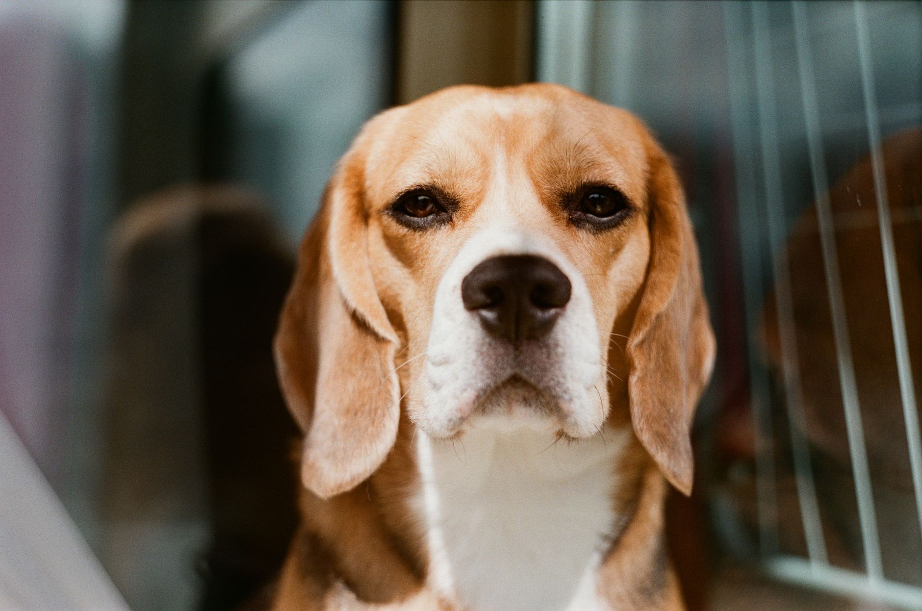 Introduction: The Overwhelming World of Dog Breed Research - DogBreedCo