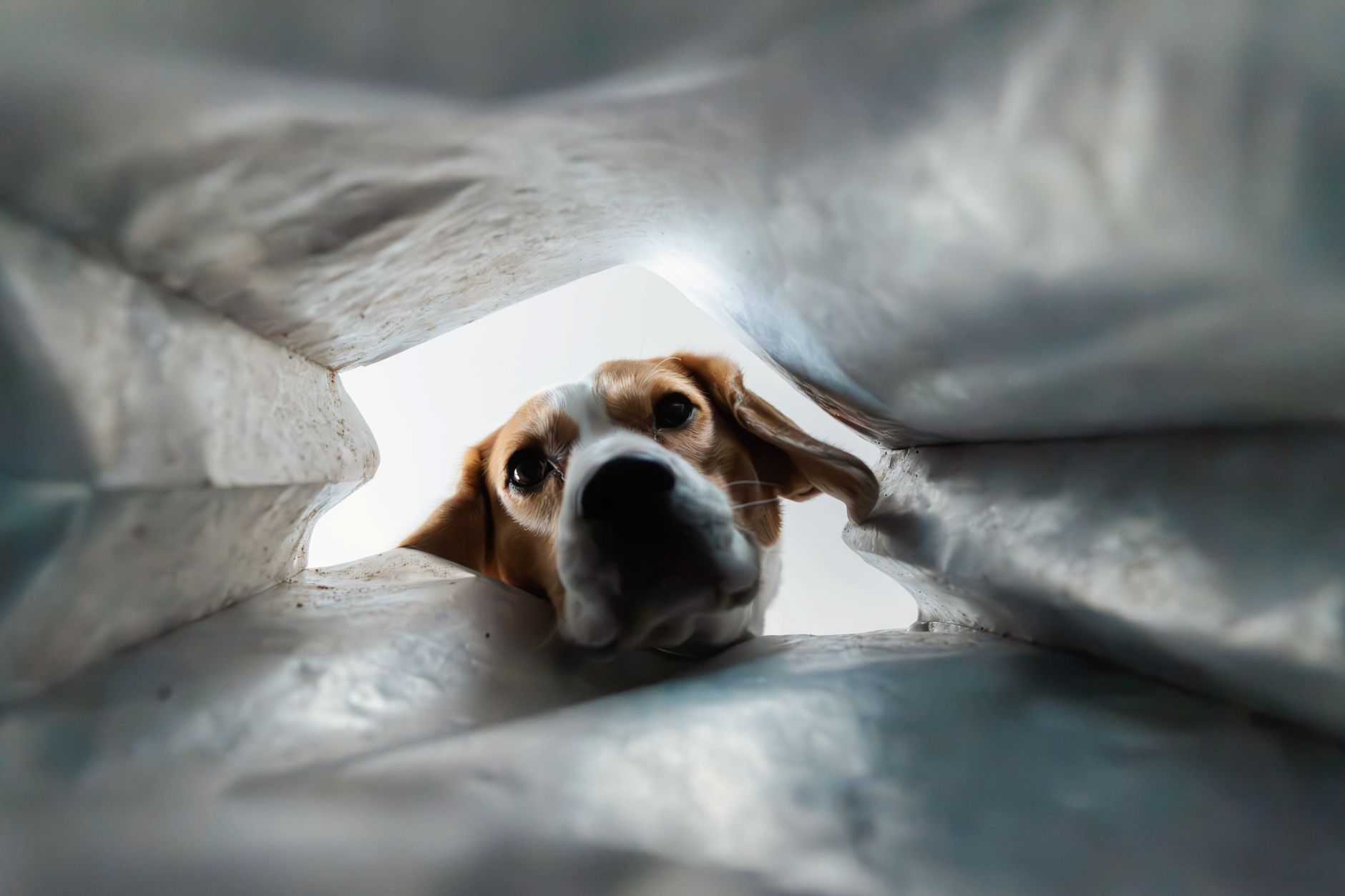 Why Most Families Pick the Wrong Dog (And How You Can Avoid It) - DogBreedCo