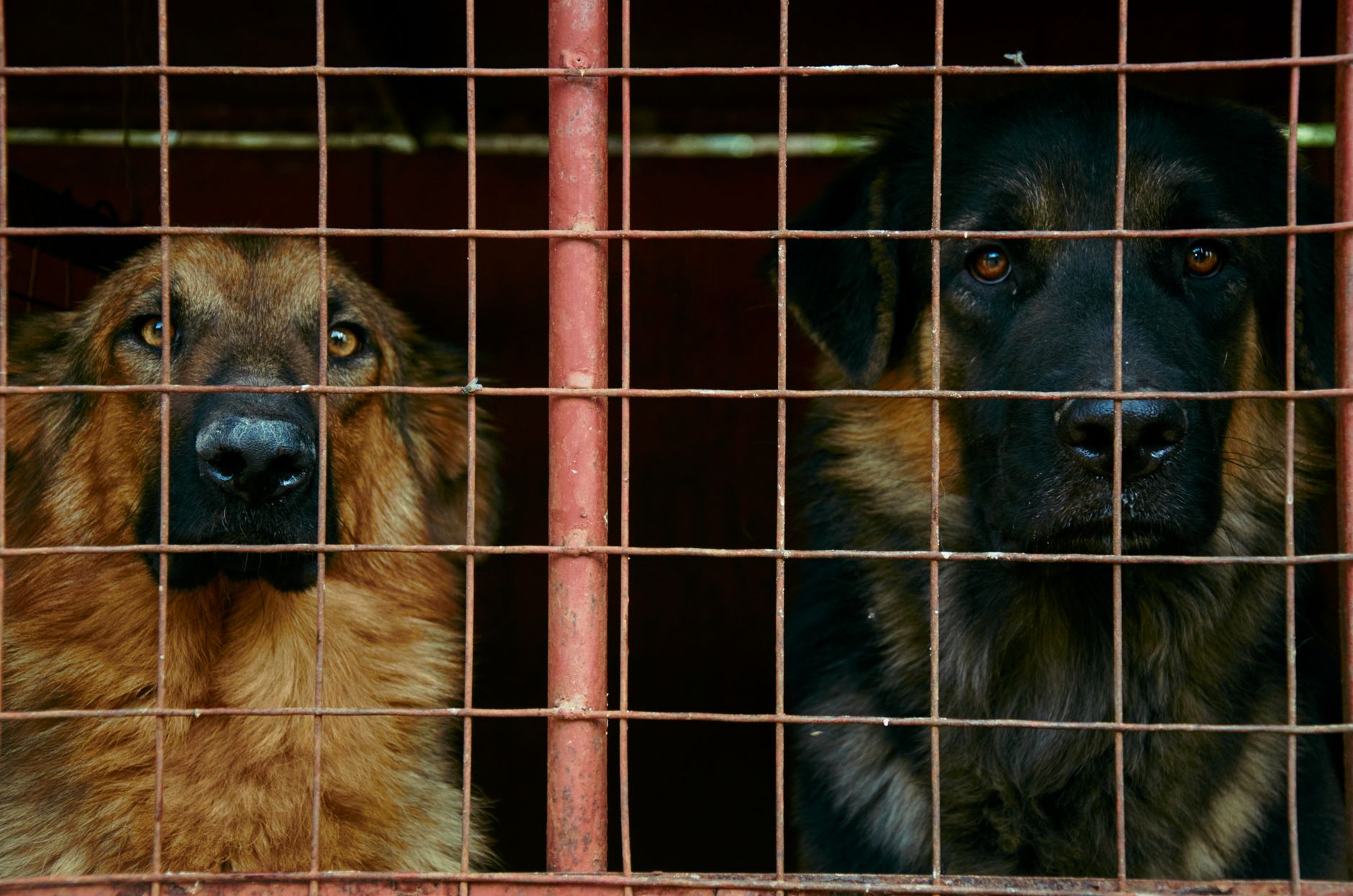 Why Comparing Dog Breeds Matters Before You Adopt - DogBreedCo