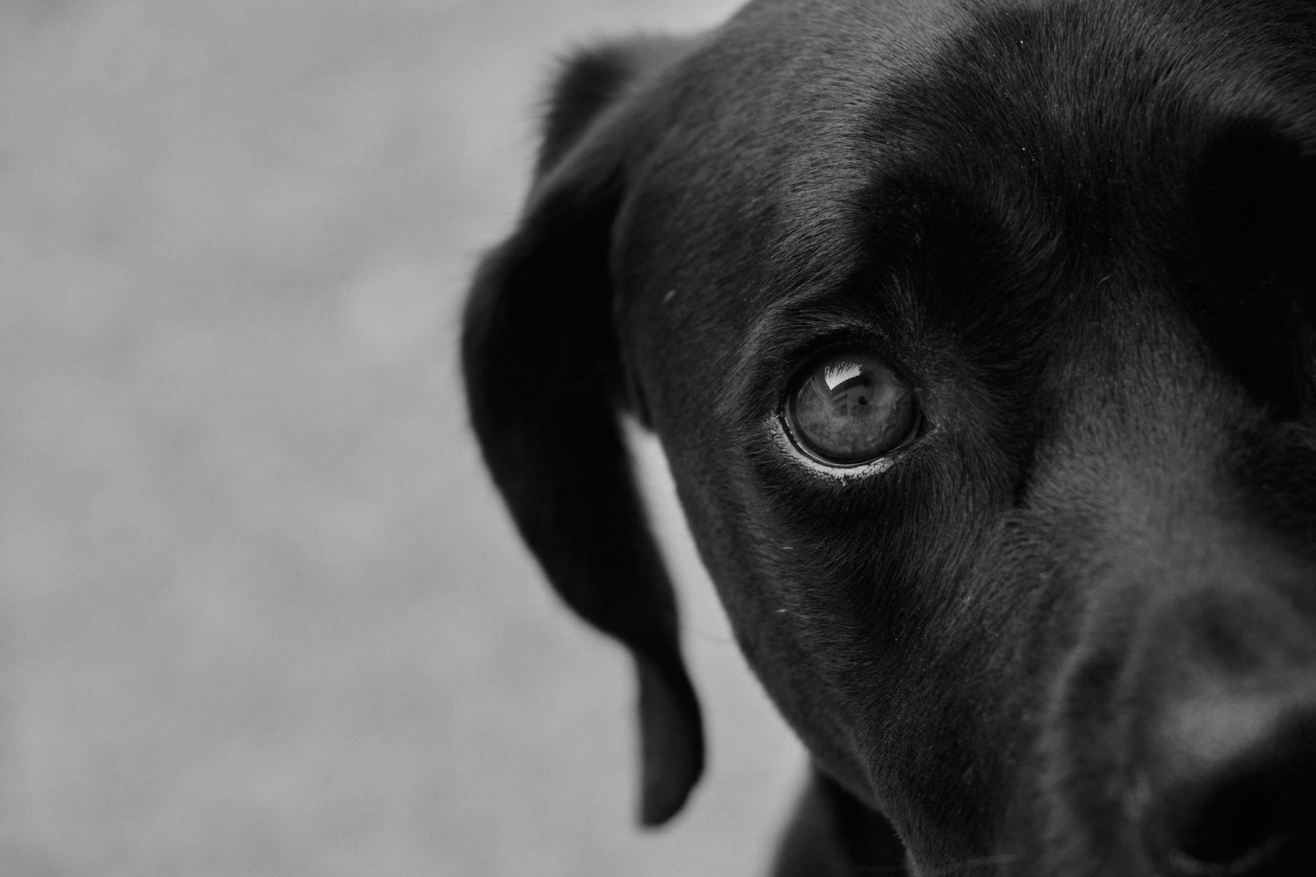 What Is Dog Breed Comparison? - DogBreedCo