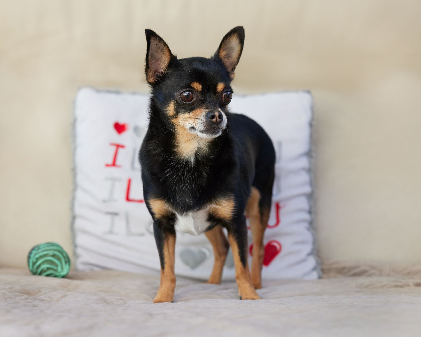 Why You Need a Structured Approach to Comparing Dog Breeds - DogBreedCo