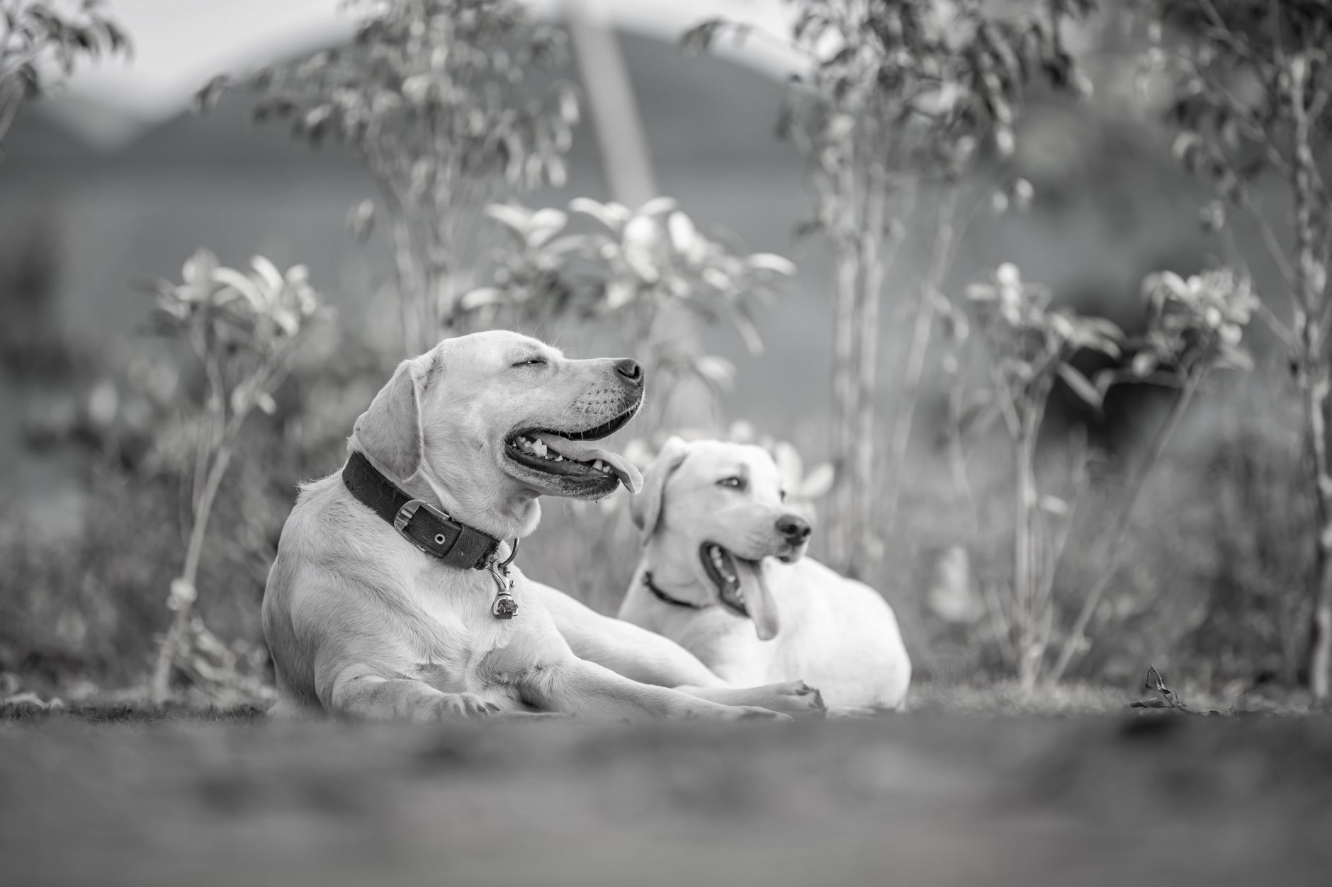 Labrador Retriever Vs Golden Retriever Full Comparison - DogBreedCo