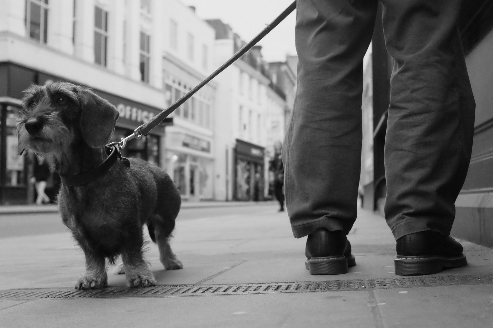 Introduction: The Reality of Dog Ownership for Busy People - DogBreedCo