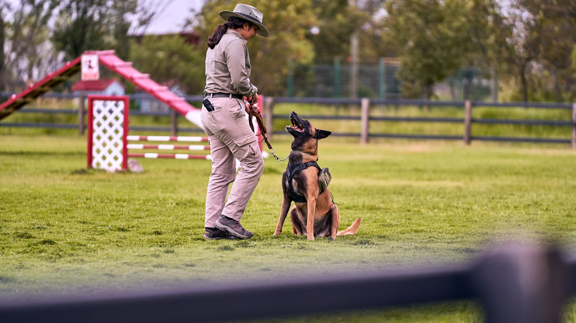 The Ultimate How-To Guide: Mastering Your Dog’s Care & Training - DogBreedCo