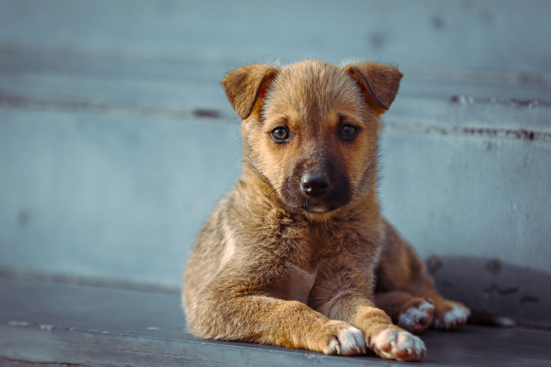 Top 10 List of Dog Breeds: Your Complete Step-by-Step Care Guide - DogBreedCo