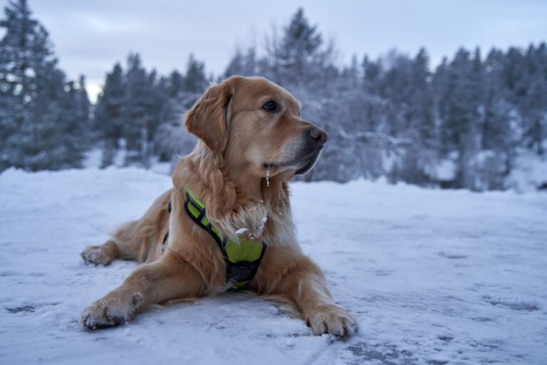 did you know there are three different types of golden retrievers?
