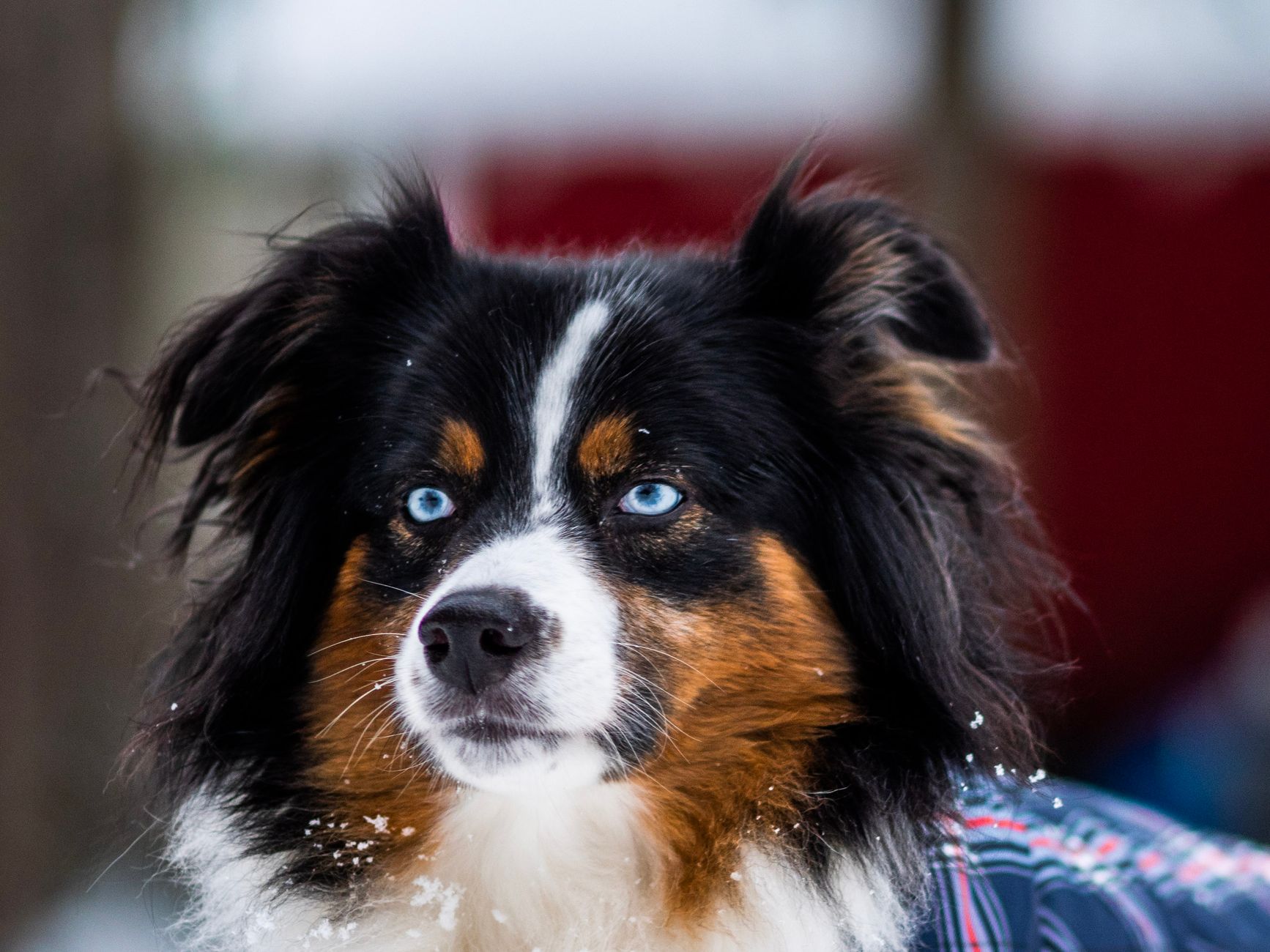 The Australian Shepherd Breed Snapshot: More Than Just a Pretty Face — A Step-by-Step Care Guide for New Australian Shepherd Owners in 2026